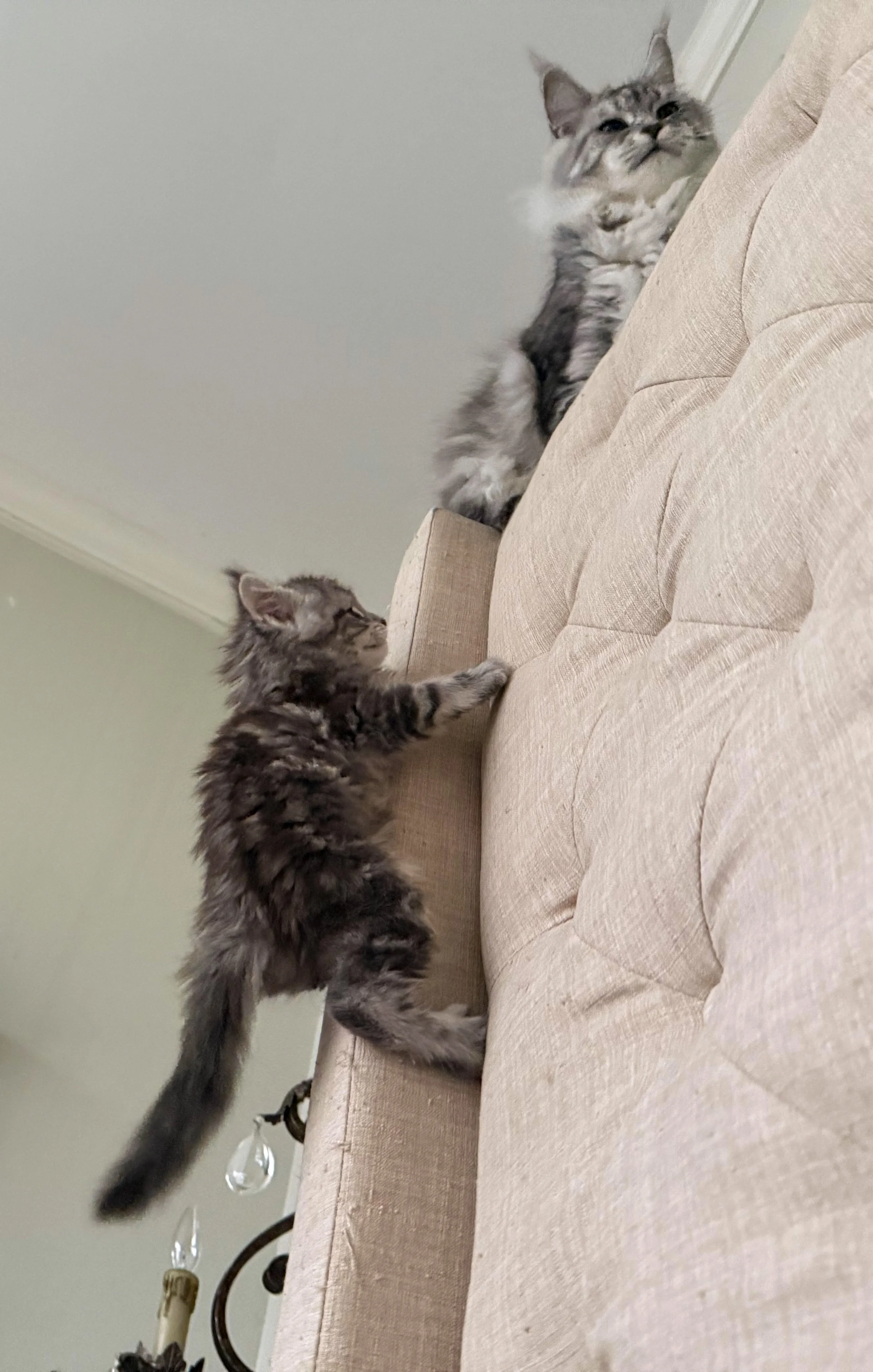 Two kittens playing on and around a beige couch with a light-colored wall in the background - Mainecoon Gods LLC Cattery