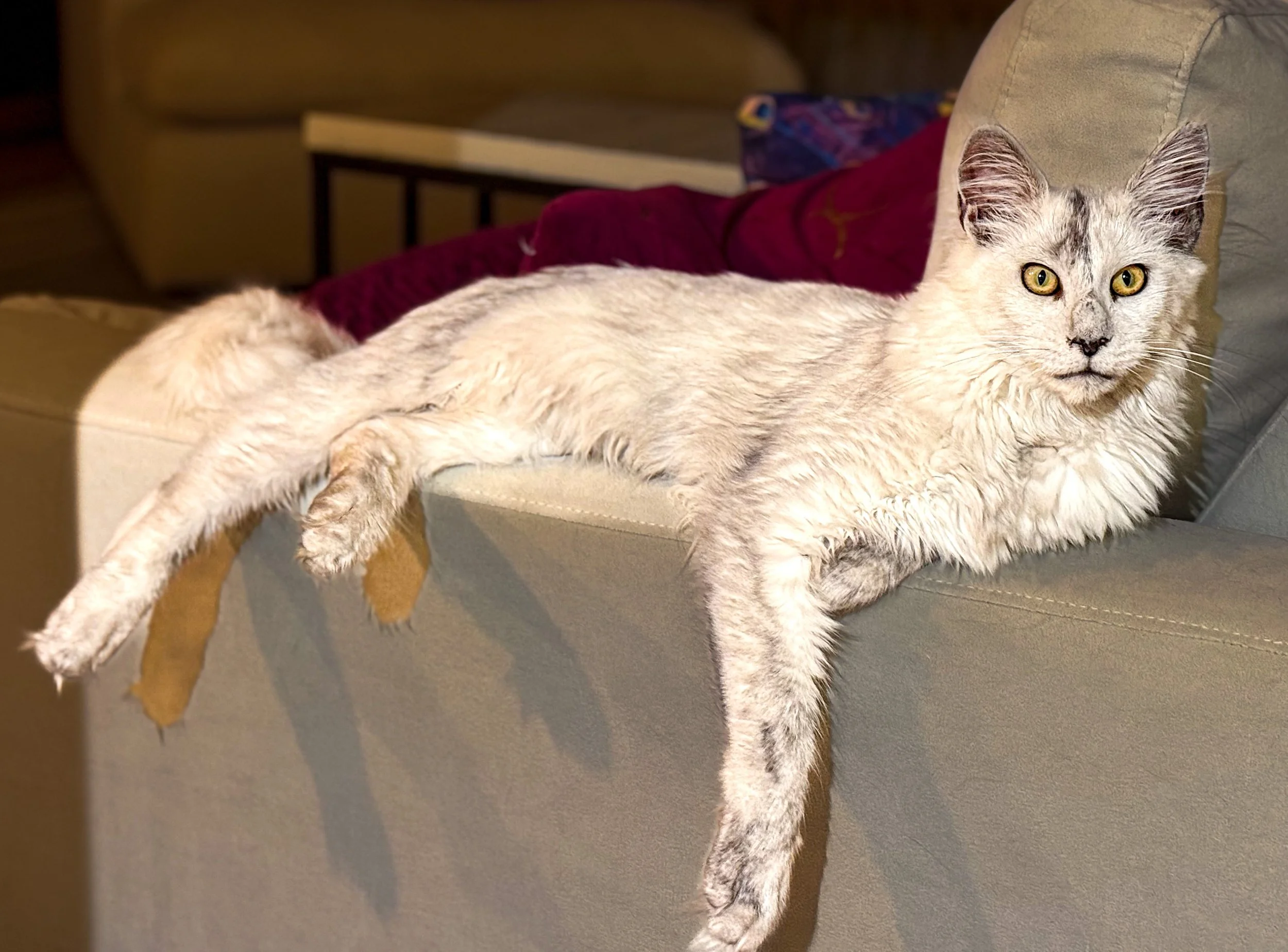 A light-colored, long-haired Maine Coon cat with yellow eyes lying on a beige sofa, partially hanging off the edge with front legs stretched out and back legs relaxed -  - Mainecoon Gods LLC