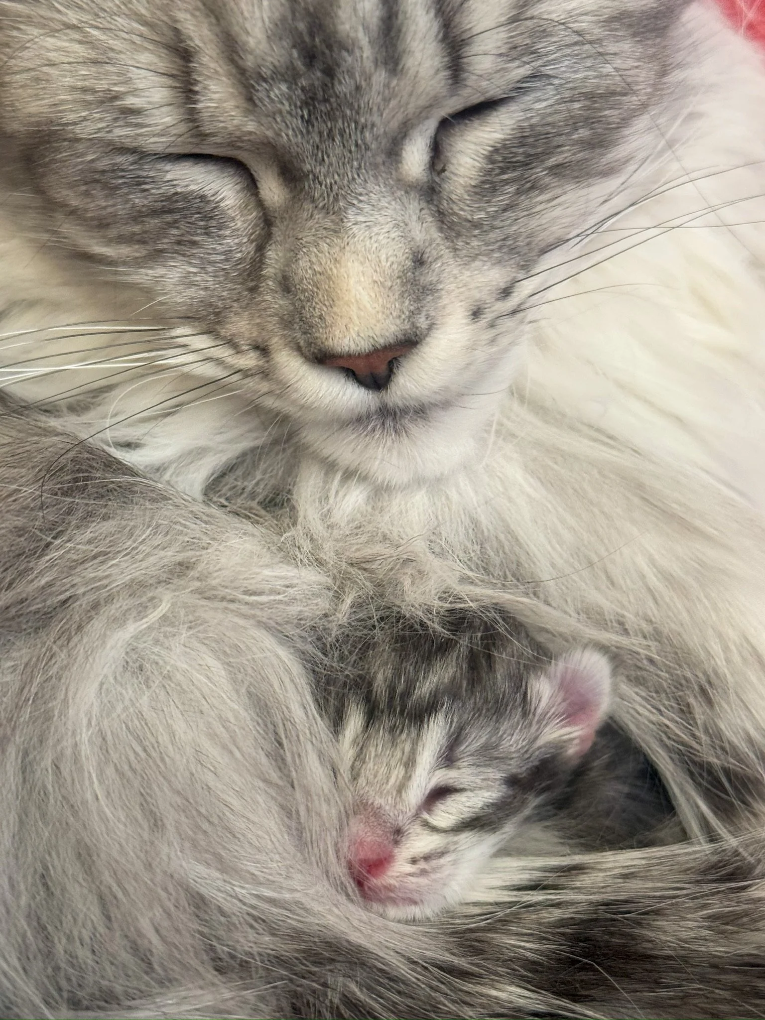 Close-up of a sleeping adult cat with gray and white fur, and a tiny kitten curled up and sleeping near the adult cat's chest.