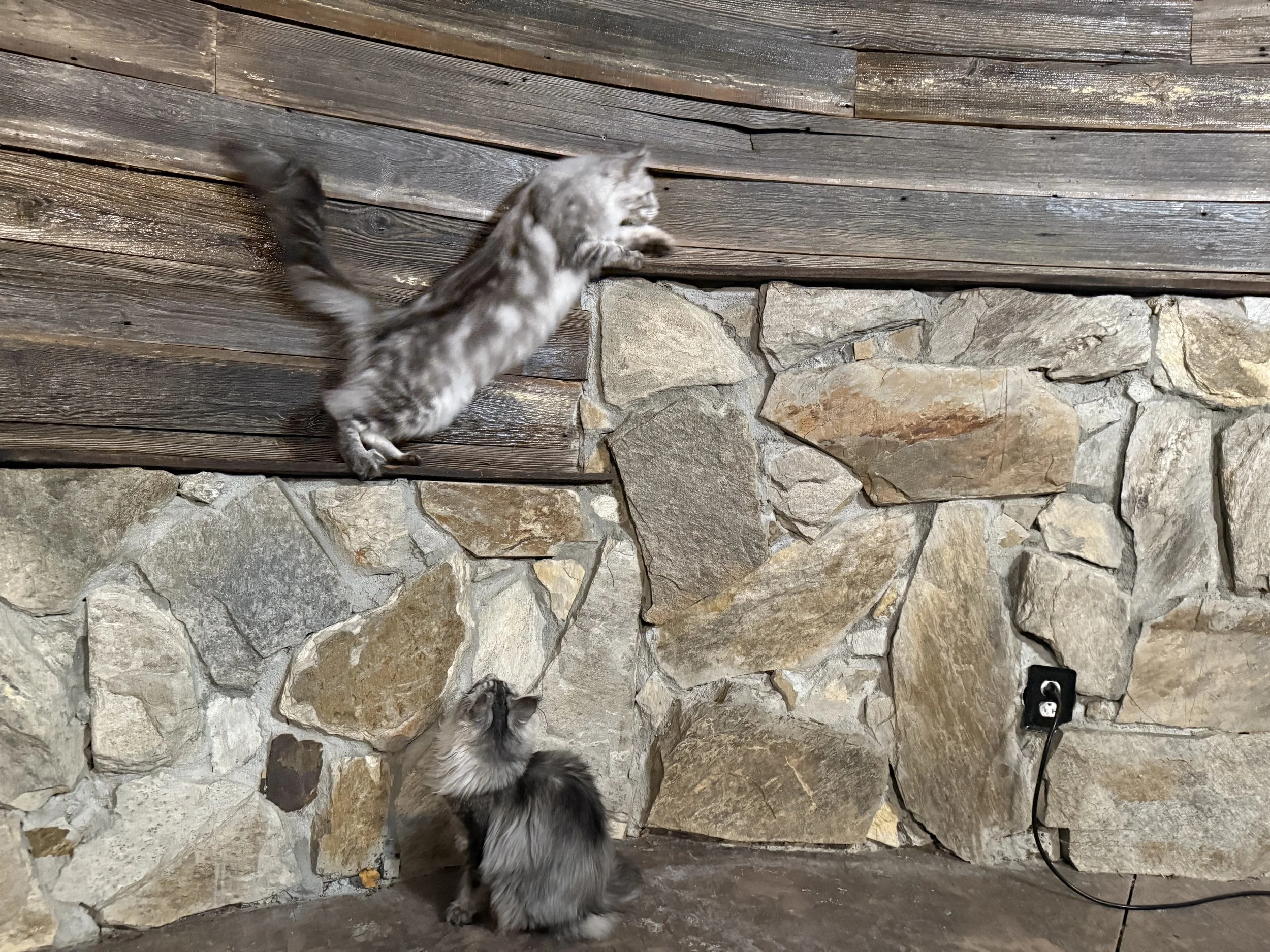 Two Maine Coon cats, one on a wooden ledge and one on the floor, near a stone wall and an electrical outlet. The cat on the ledge is jumping or climbing up, while the cat on the floor looks upwards - Mainecoon Gods LLC