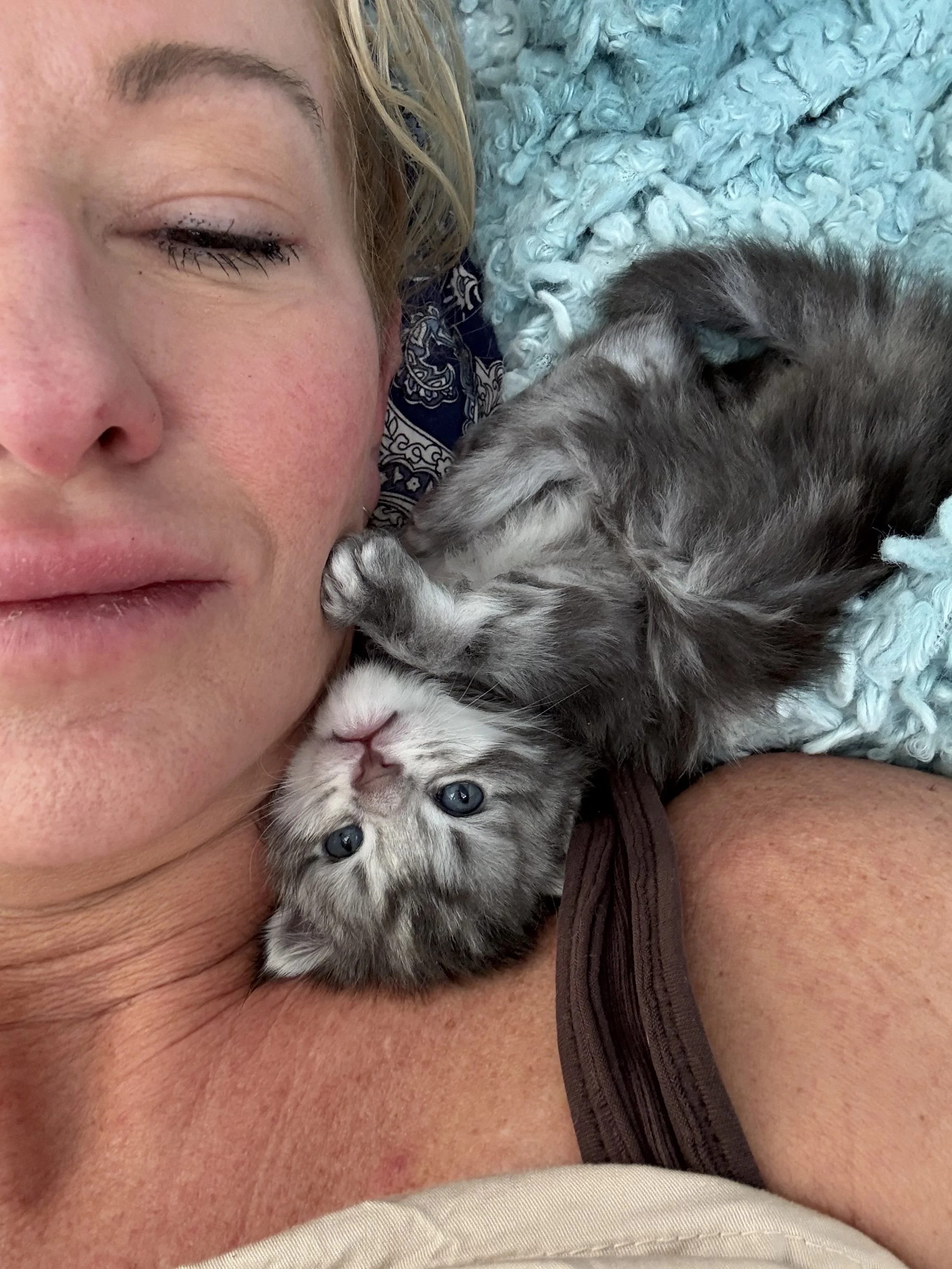A woman lying down with a gray Maine Coon kitten resting on her chest. The woman has closed eyes, and light-colored hair. The kitten is lying on its back with its head turned upside down, looking at the camera with blue eyes - Mainecoon Gods LLC