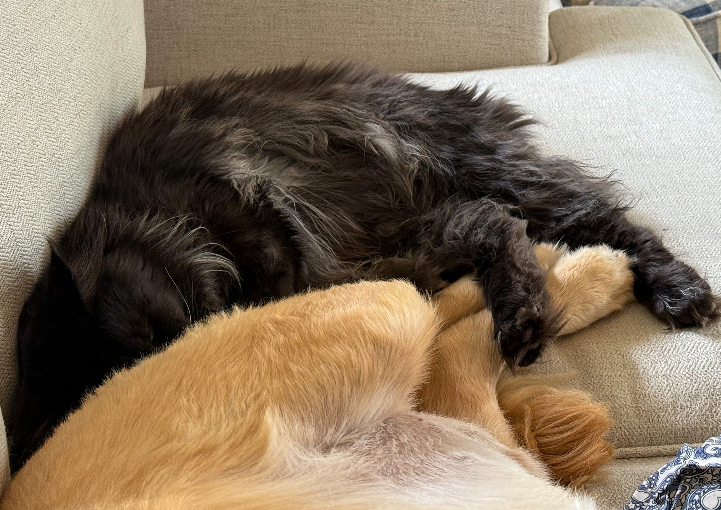 A black cat sleeping on a beige couch, curled around a golden retriever puppy resting on its side.