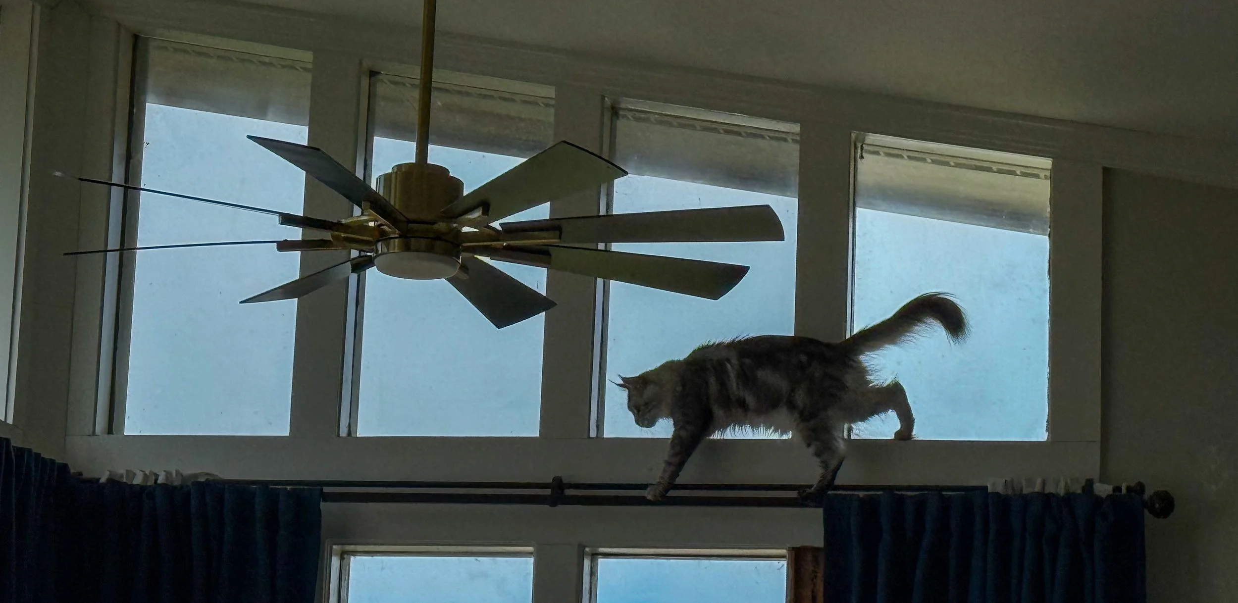 A tabby Maine Coon cat walking along the top of a curtain rod inside a room, with a ceiling fan and large windows in the background - Mainecoon Gods LLC Cattery