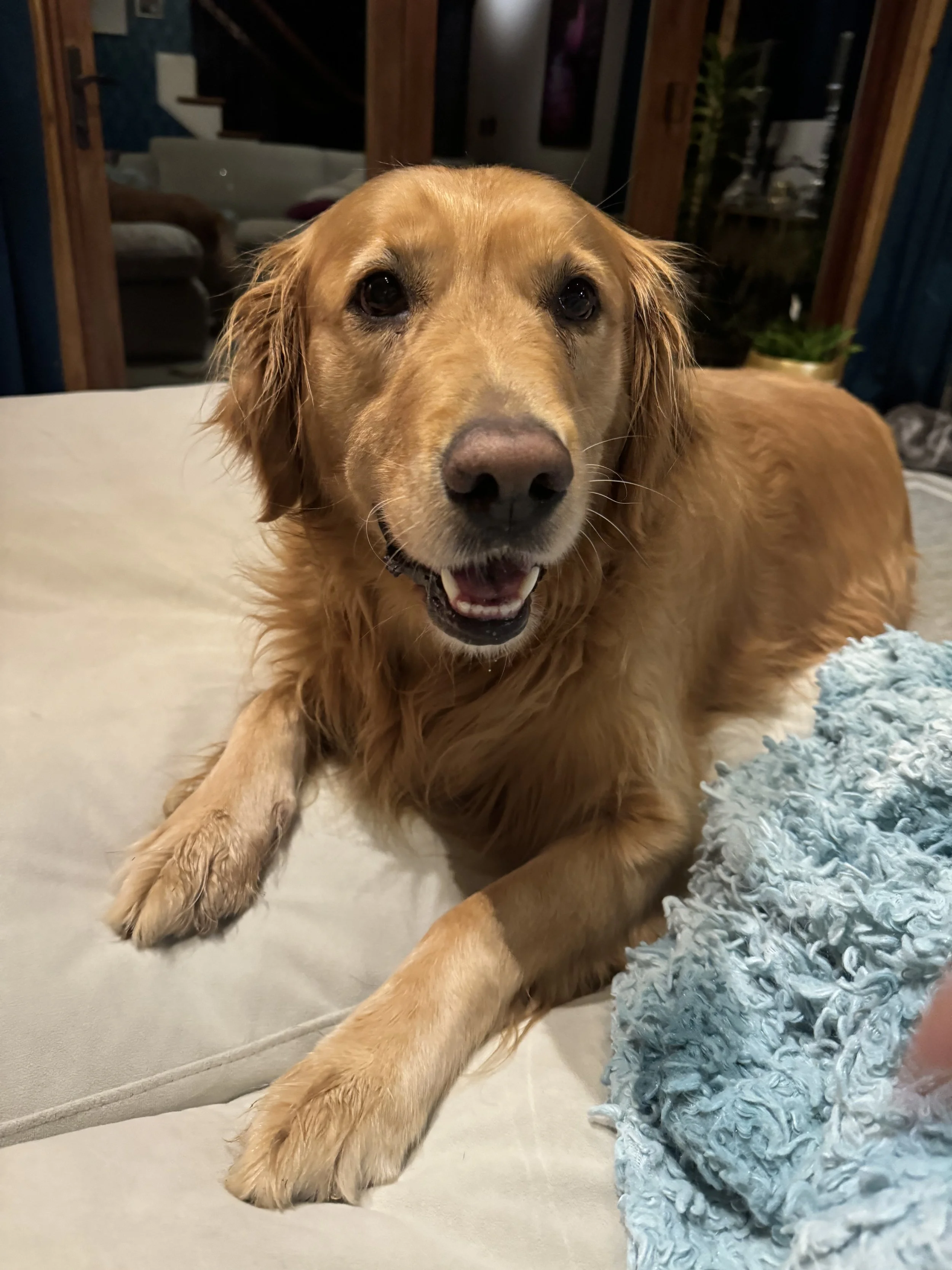 Golden retriever laying on a beige couch, looking at the camera with a happy expression.