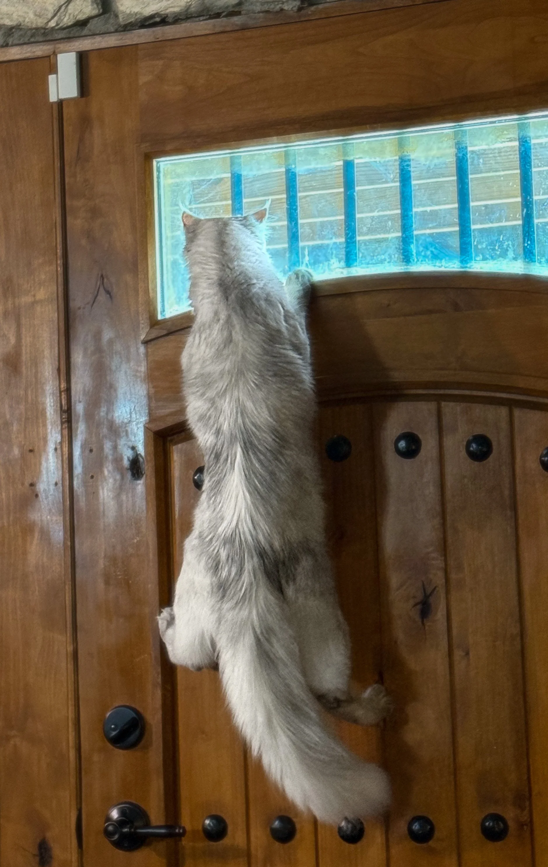 A fluffy gray Maine Coon cat climbing a wooden door, reaching a window and looking outside - Mainecoon Gods LLC Cattery