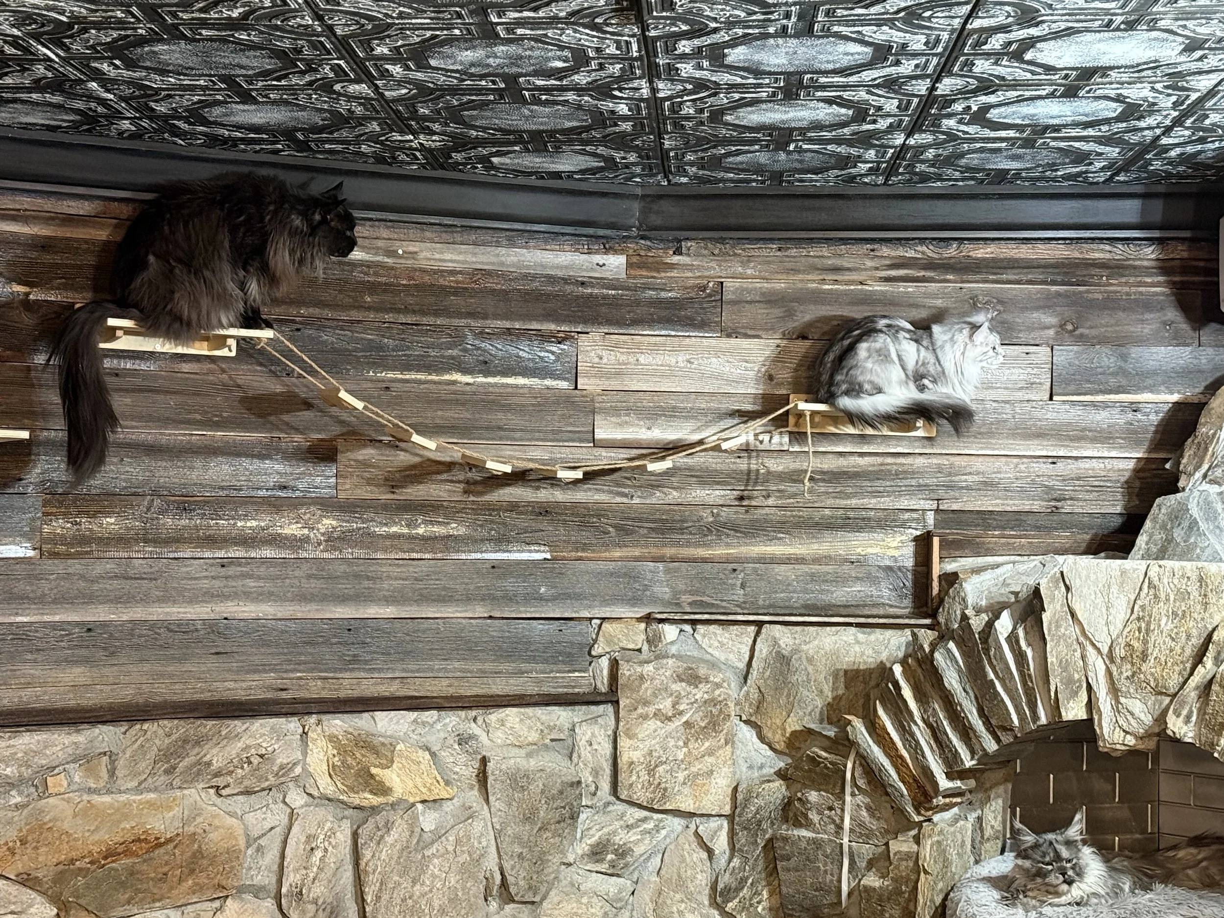 Three Maine Coon cats on a wooden wall with a rustic stone fireplace below. Two cats are on a wooden ledge, one black and long-haired, the other gray and white with long fur. A third cat is lying on a rock near the fireplace - Mainecoon Gods LLC
