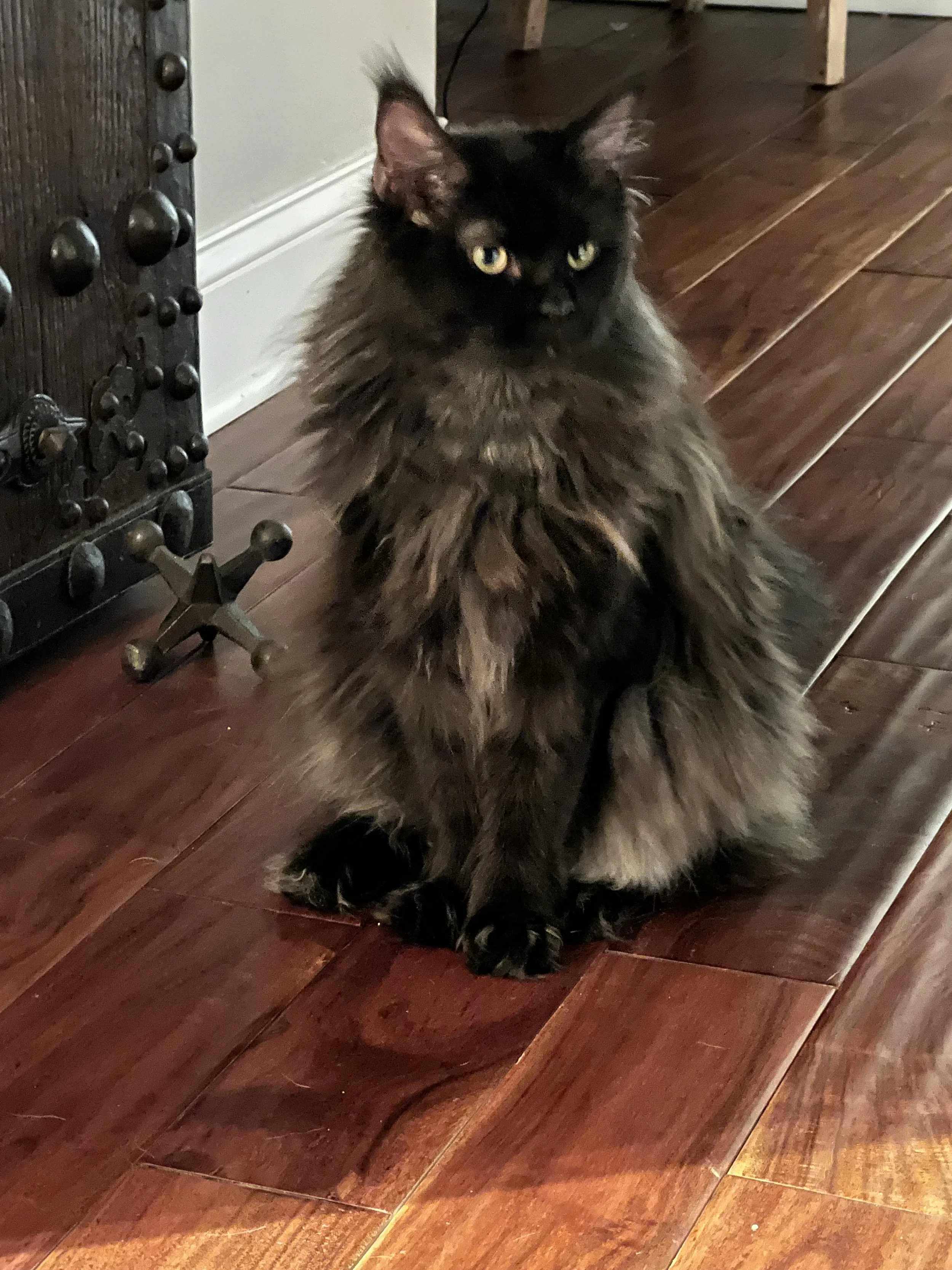 A long-haired black and brown cat sitting on a wooden floor next to a piece of furniture with bolts and knobs.