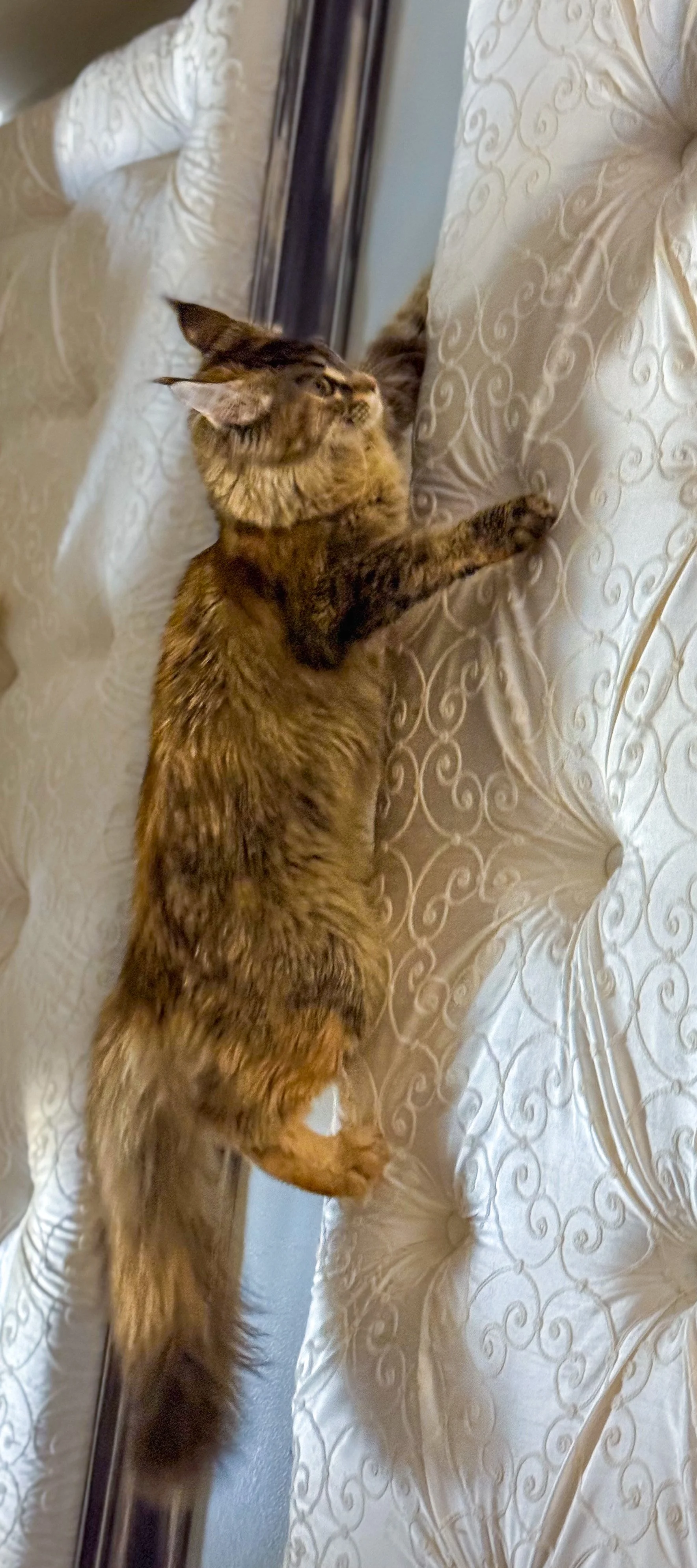 A brown tabby cat lying on a cream-colored, patterned bedspread with ornate swirls, stretching out on its side with one front paw on the fabric and the other slightly raised, looking upward.