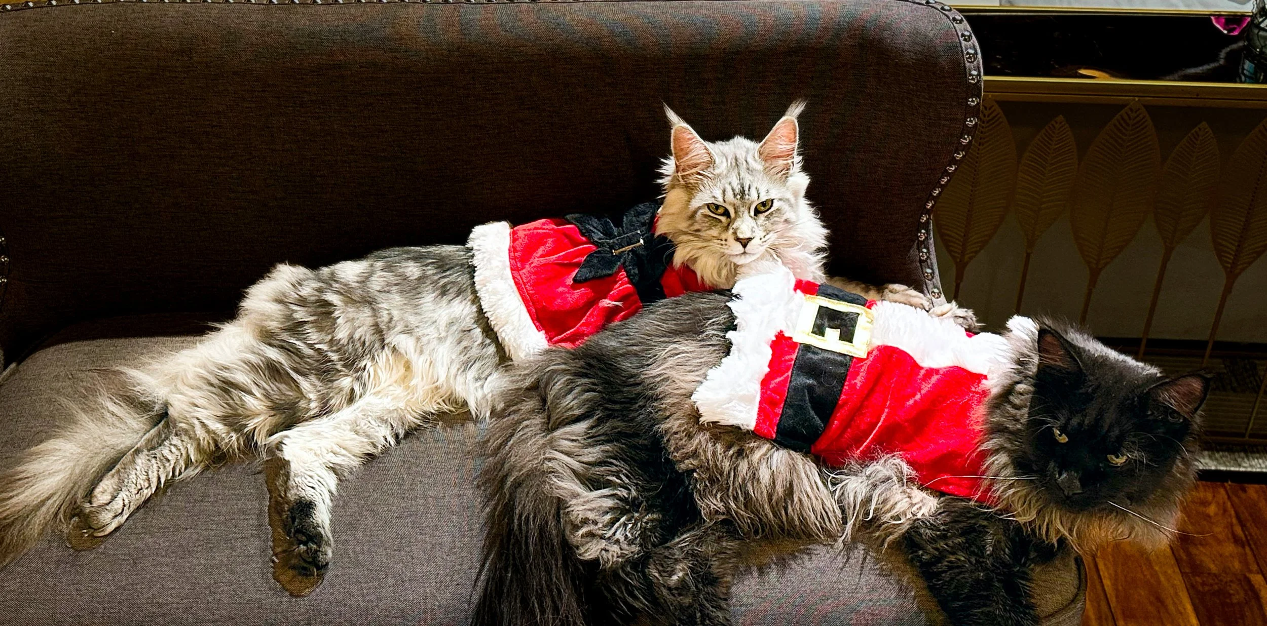 Two Maine Coon cats dressed in Christmas costumes lying on a couch, one grey tabby and one black, beneath a dark upholstered headboard - Mainecoon Gods LLC