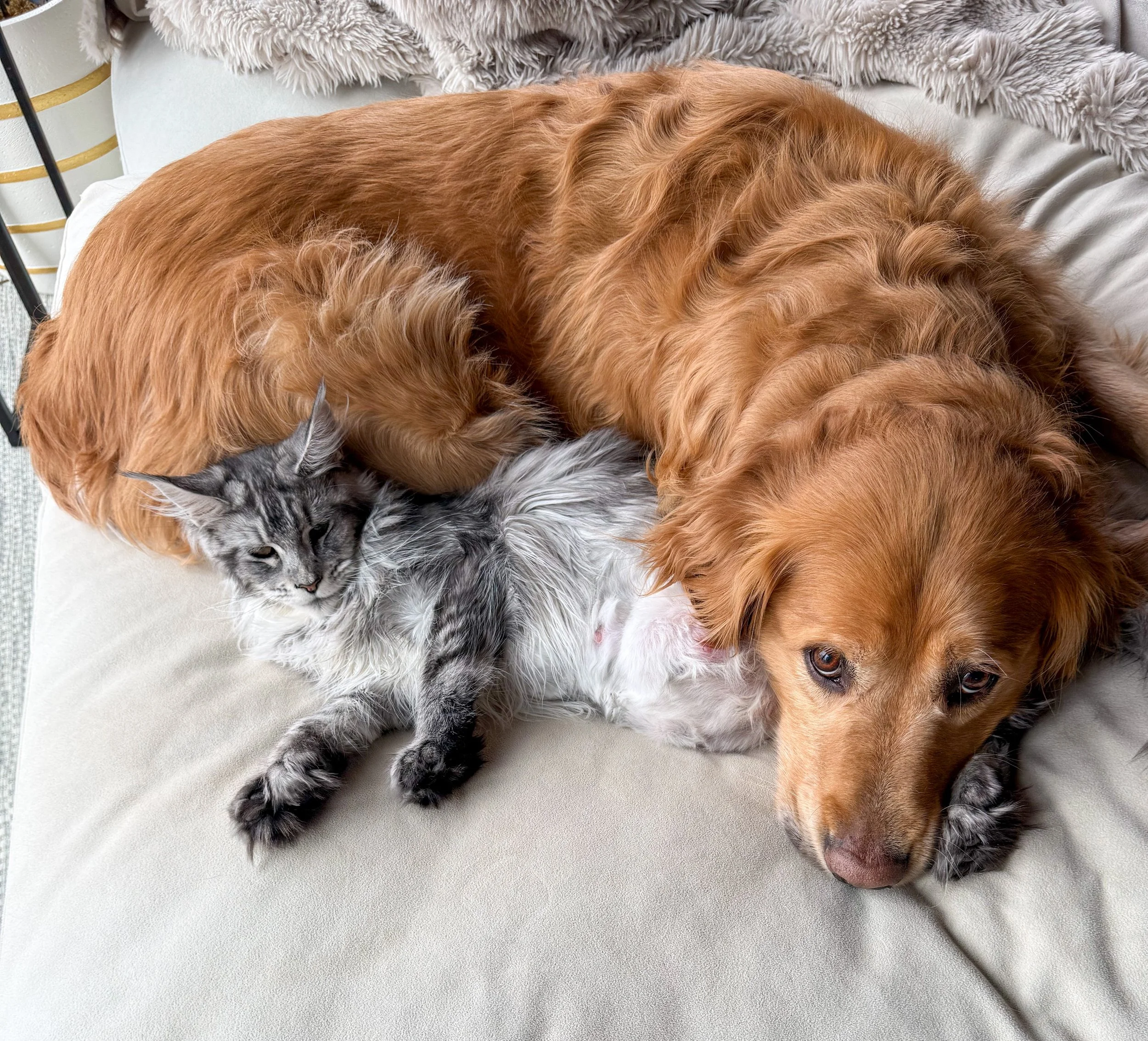 A golden retriever lying on a bed with a gray tabby cat resting against its side.
