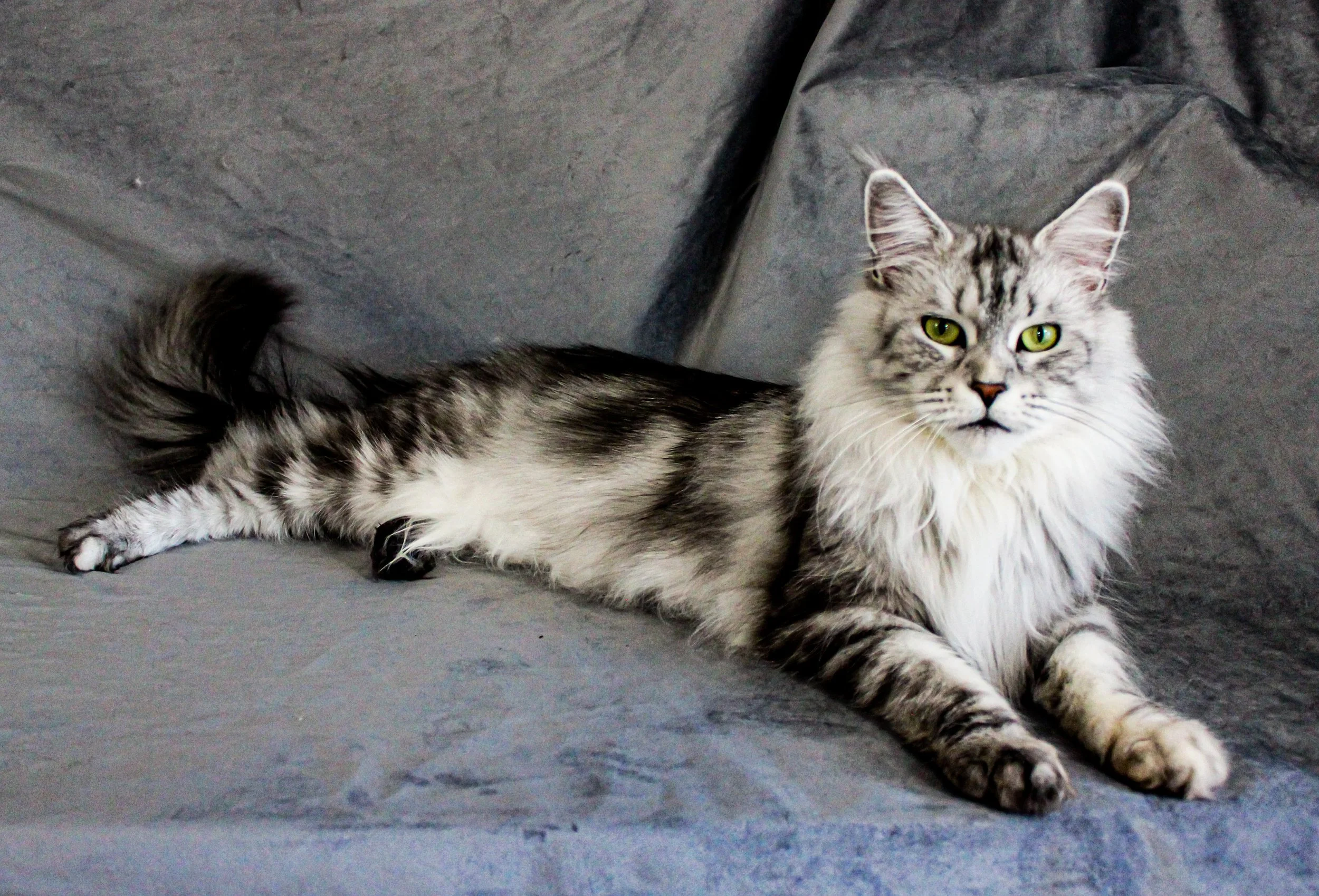 A long-haired silver tabby Maine Coon cat with green eyes lying on a gray textured surface and a smooth gray background - Mainecoon Gods LLC