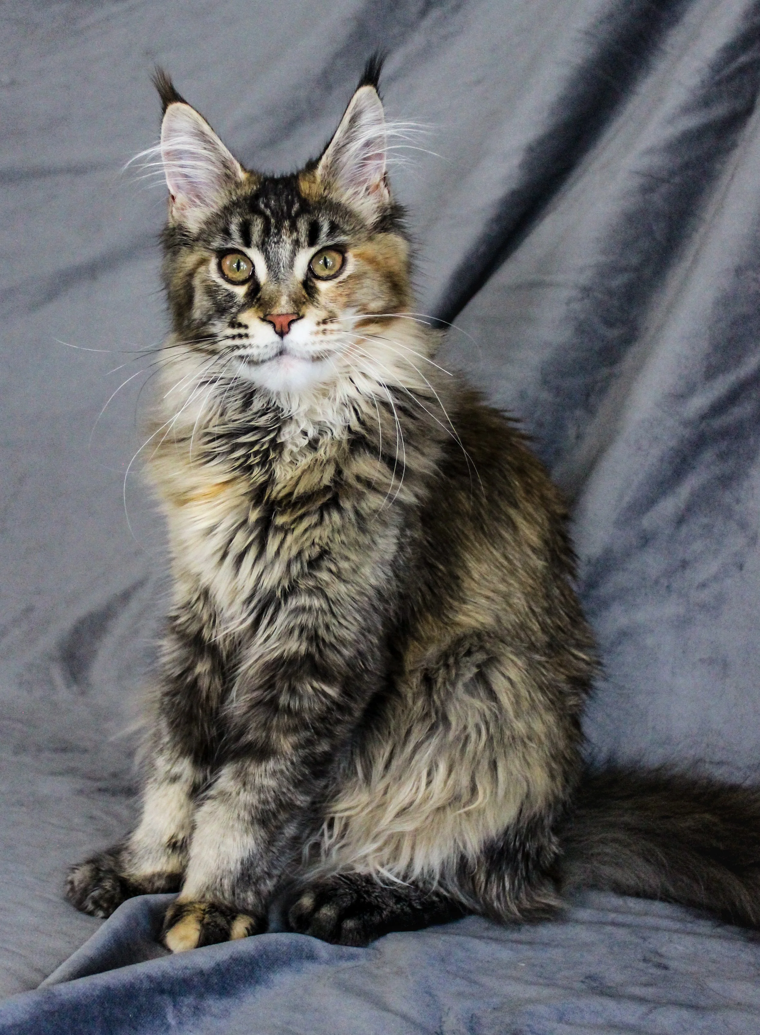 A long-haired tabby kitten sitting on a gray fabric backdrop, looking directly at the camera.