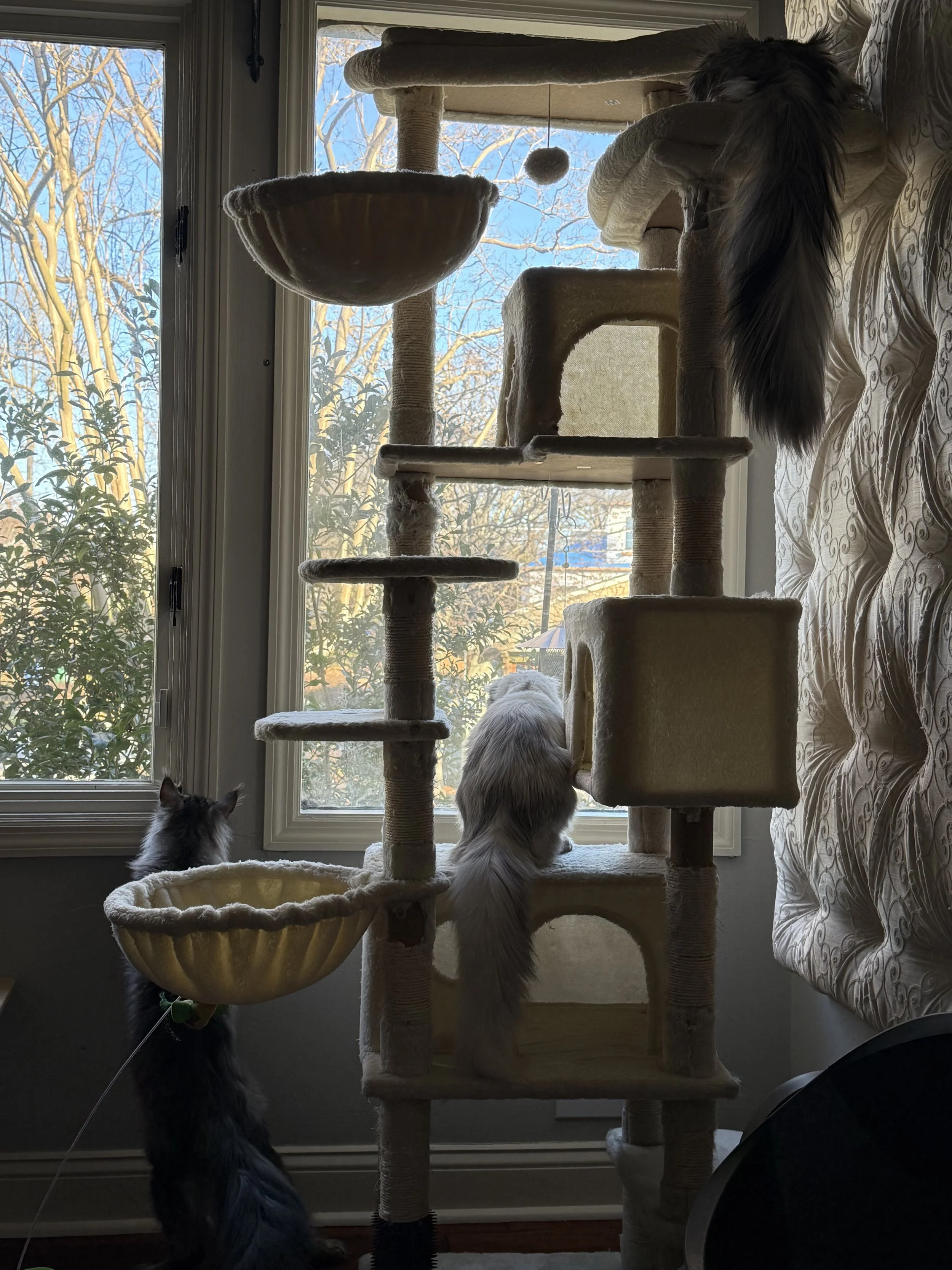 Three Maine Coon cats exploring a tall beige cat tree positioned by a large window, with trees outside and a blue sky visible - Mainecoon Gods LLC