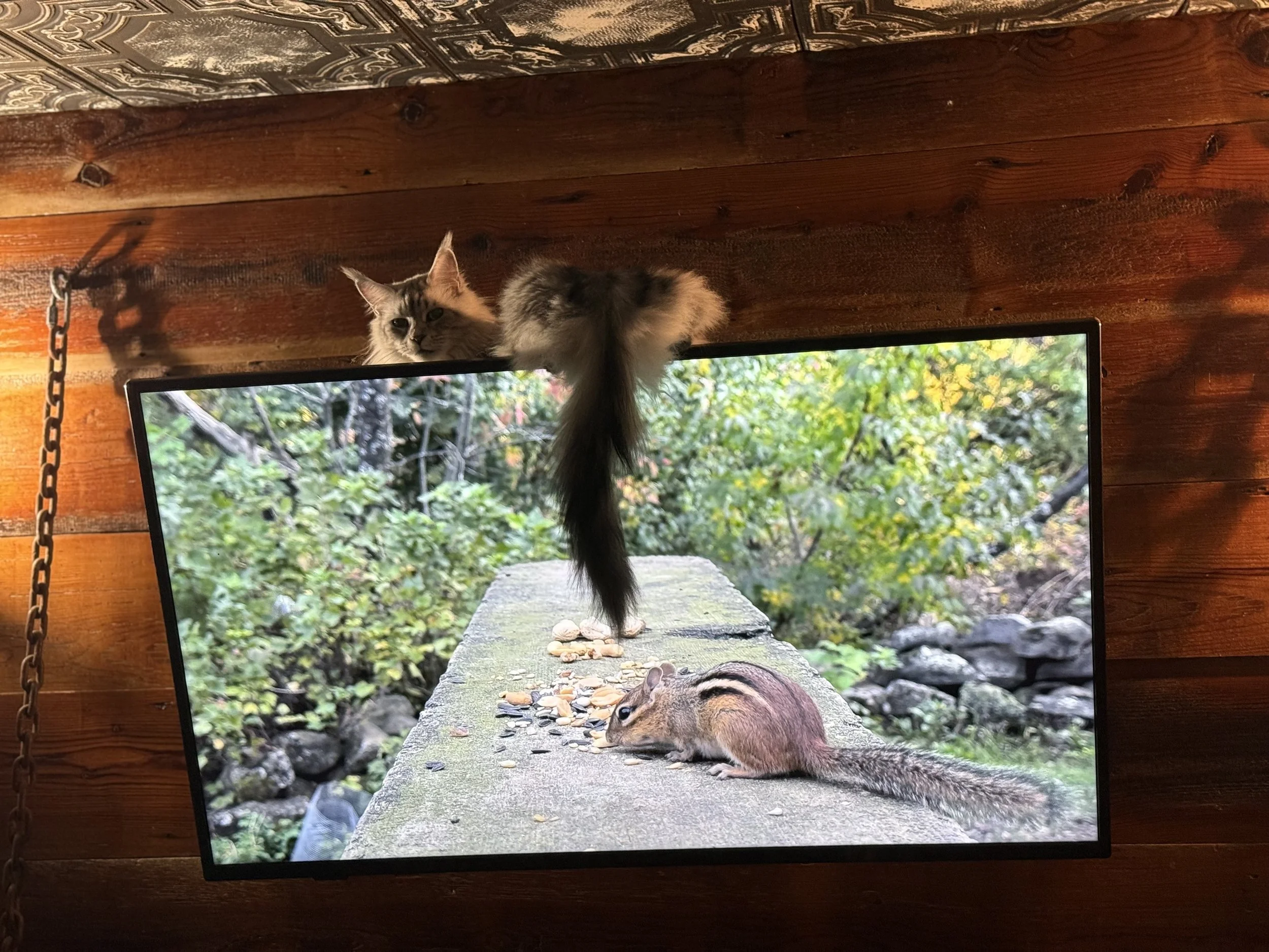 A fluffy gray and white cat hanging over the top of a television screen, looking down. The TV screen shows a squirrel eating food on a stone ledge in an outdoor setting with green foliage in the background.
