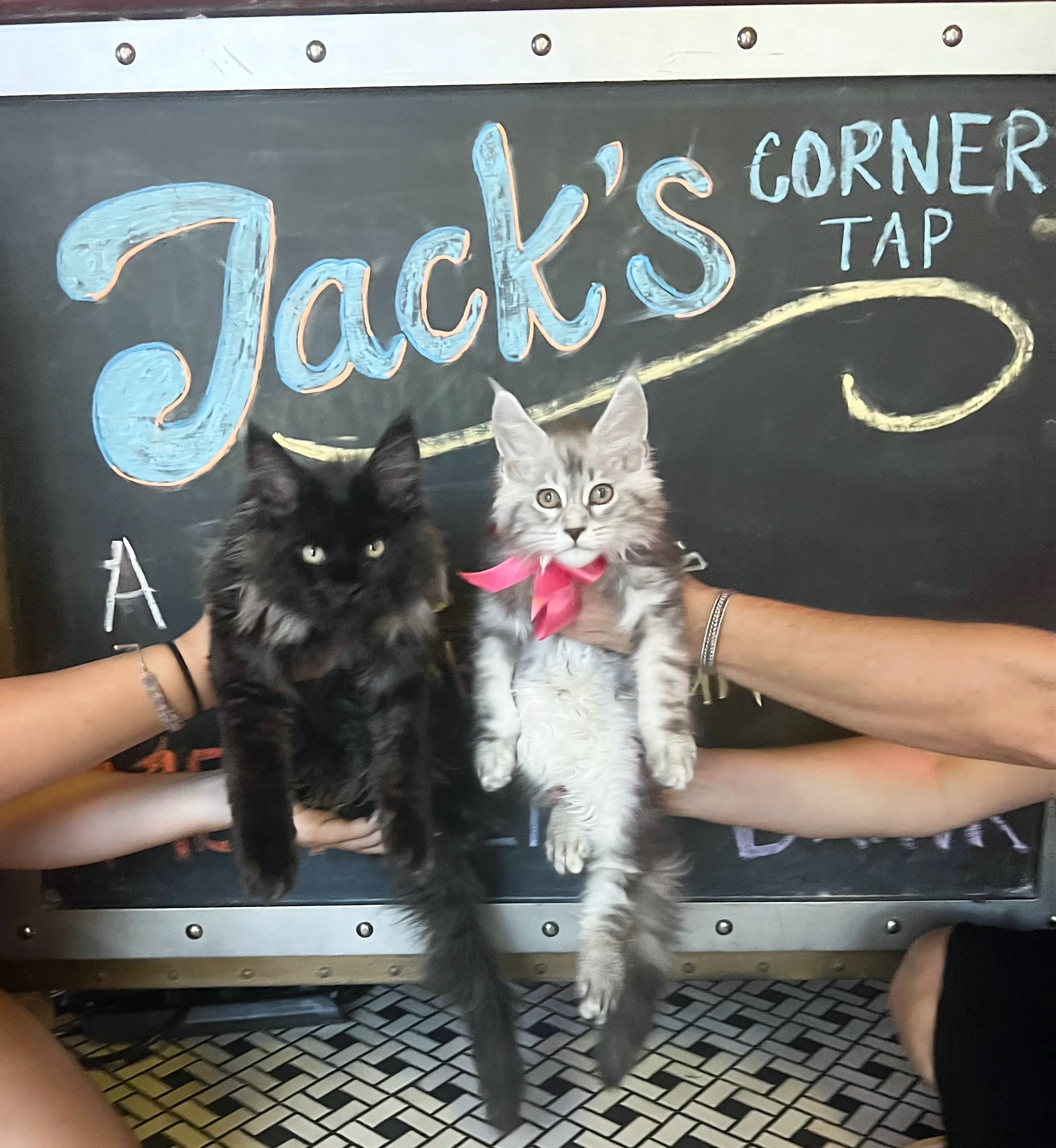 Two Maine Coon kittens being held in front of a blackboard that says 'Jack's Corner Tap.' One kitten is black with yellow eyes, and the other is gray with black stripes, white paws, and a pink ribbon collar - Mainecoon Gods LLC