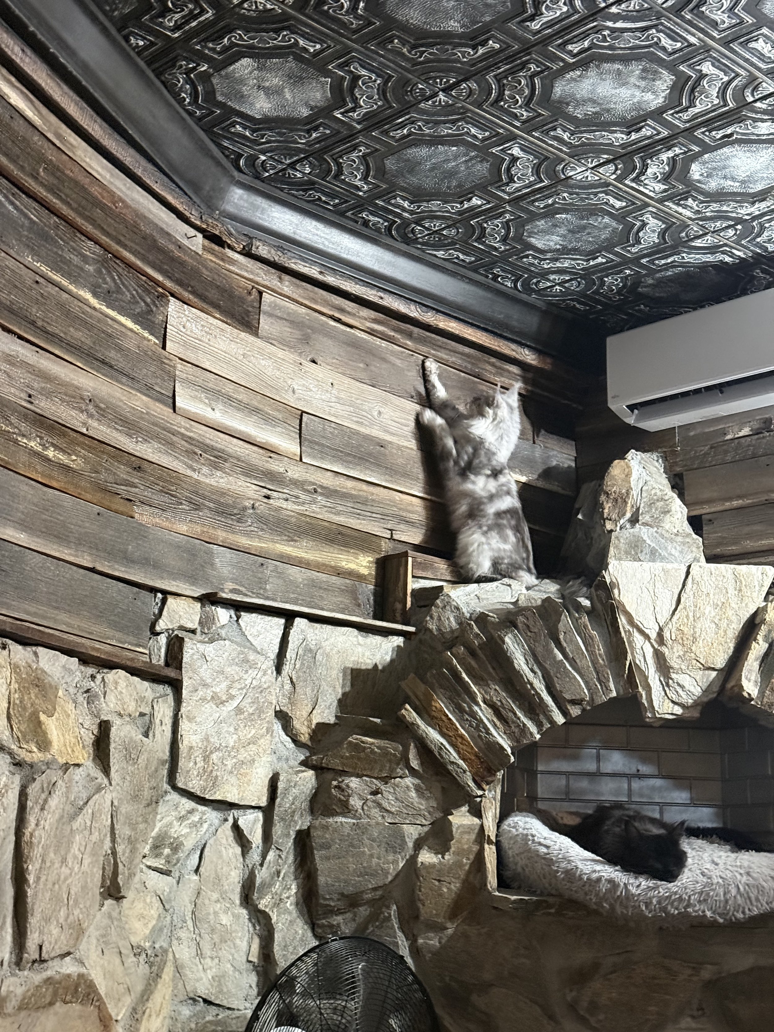 A gray tabby Maine Coon cat sitting on a wooden beam reaching towards a decorative ceiling. Below, a black cat is lounging on a fluffy bed inside a stone fireplace - Mainecoon Gods LLC