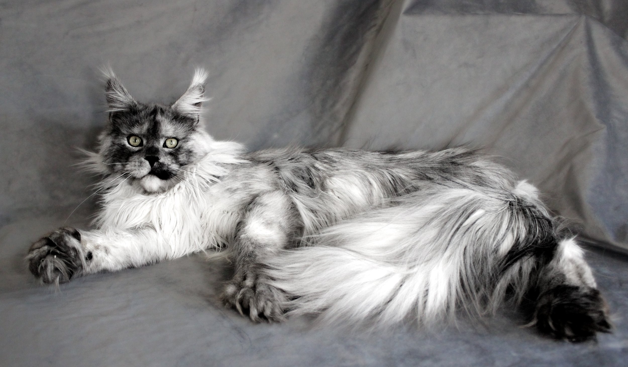 A long-haired, gray and white Maine Coon cat lying on a gray surface, looking at the camera.