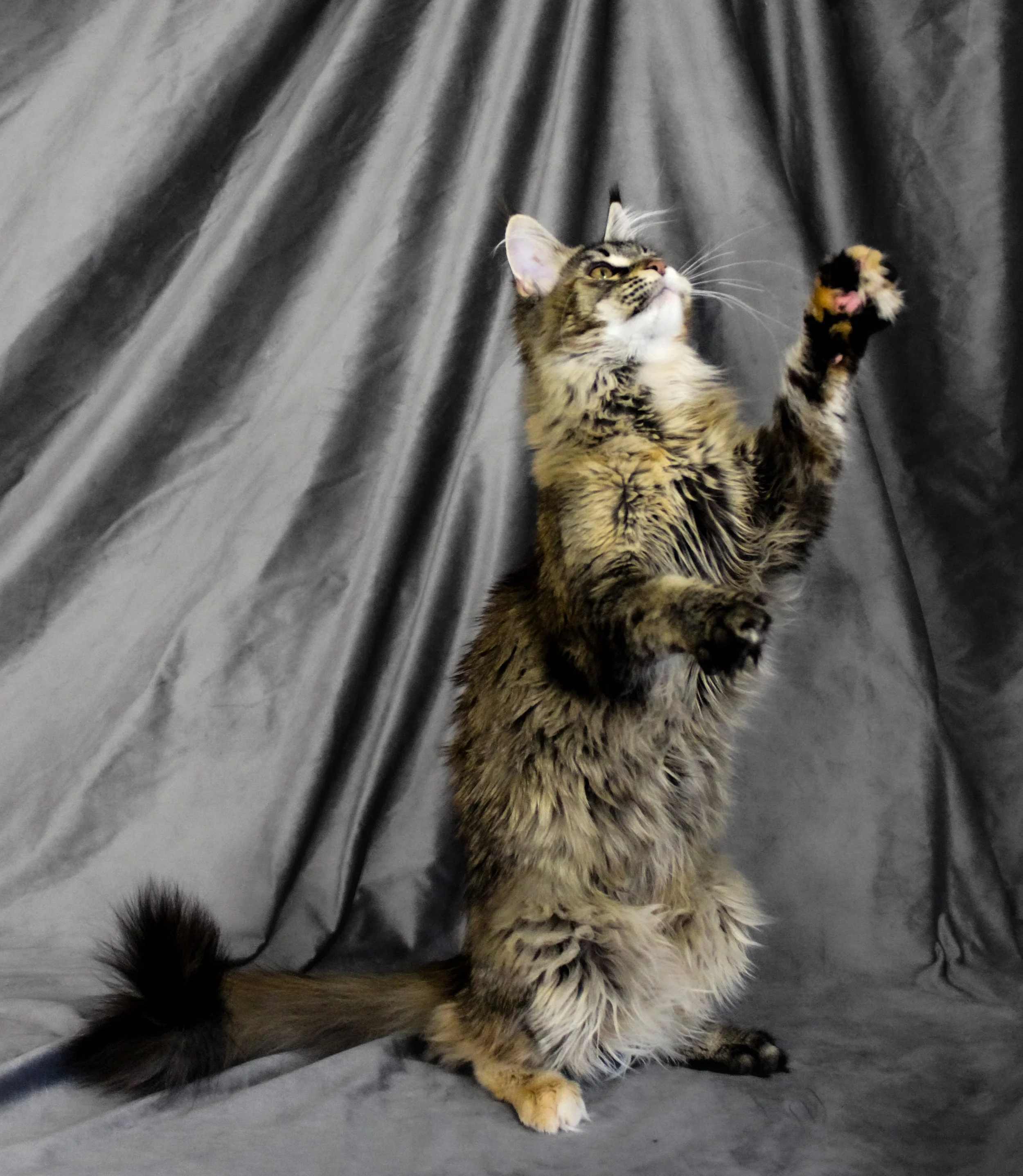 A domestic long-haired tabby cat standing on its hind legs with one paw raised, set against a gray satin backdrop.