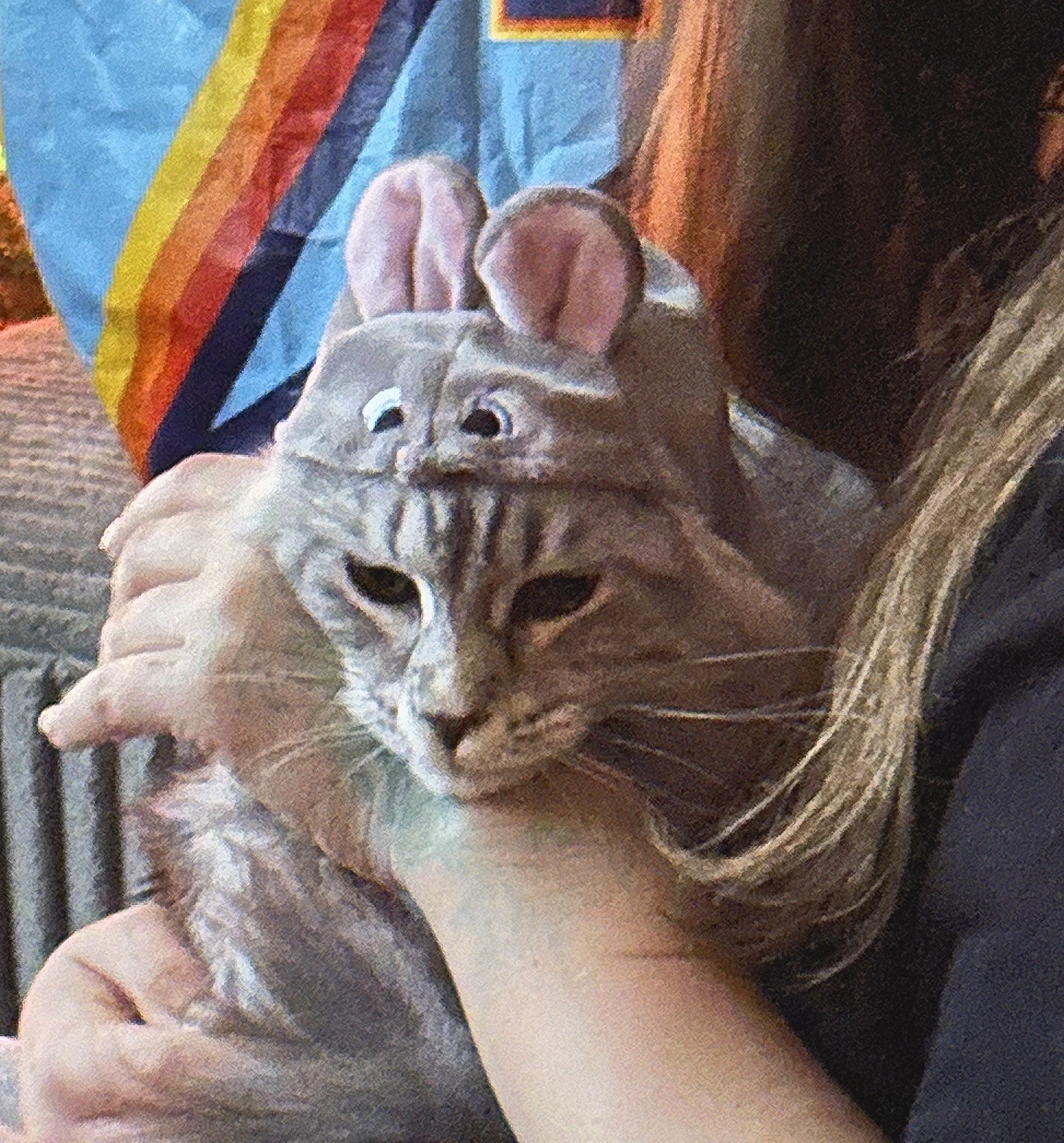 A person holding a domestic short-haired tabby Maine Coon cat with gray fur and black stripes, wearing a gray fabric hat with mouse ears, with a rainbow-colored flag in the background - Mainecoon Gods LLC