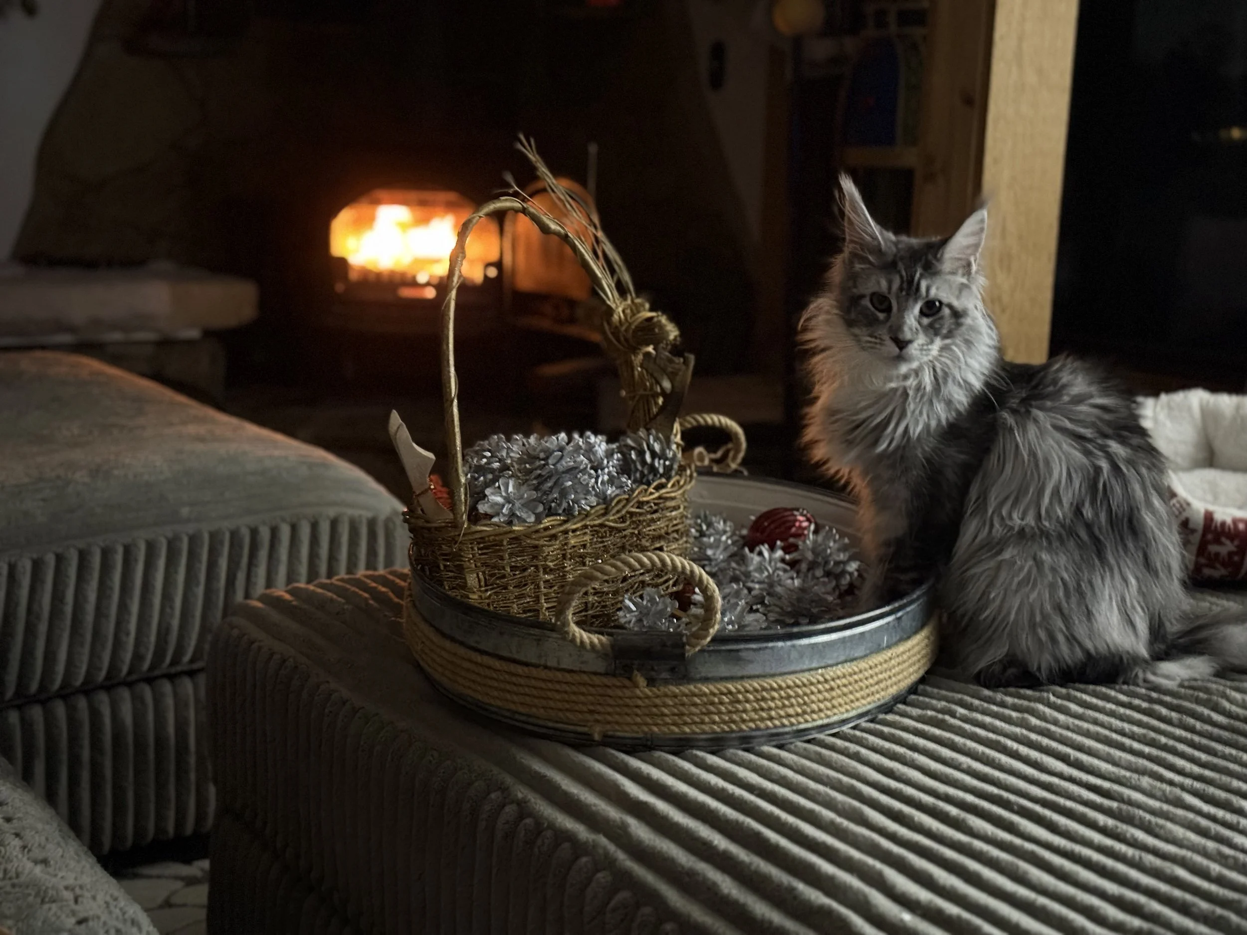 A gray and black long-haired cat sitting on a stuffed ottoman in front of a fireplace, with a basket of pinecones and ornaments nearby.