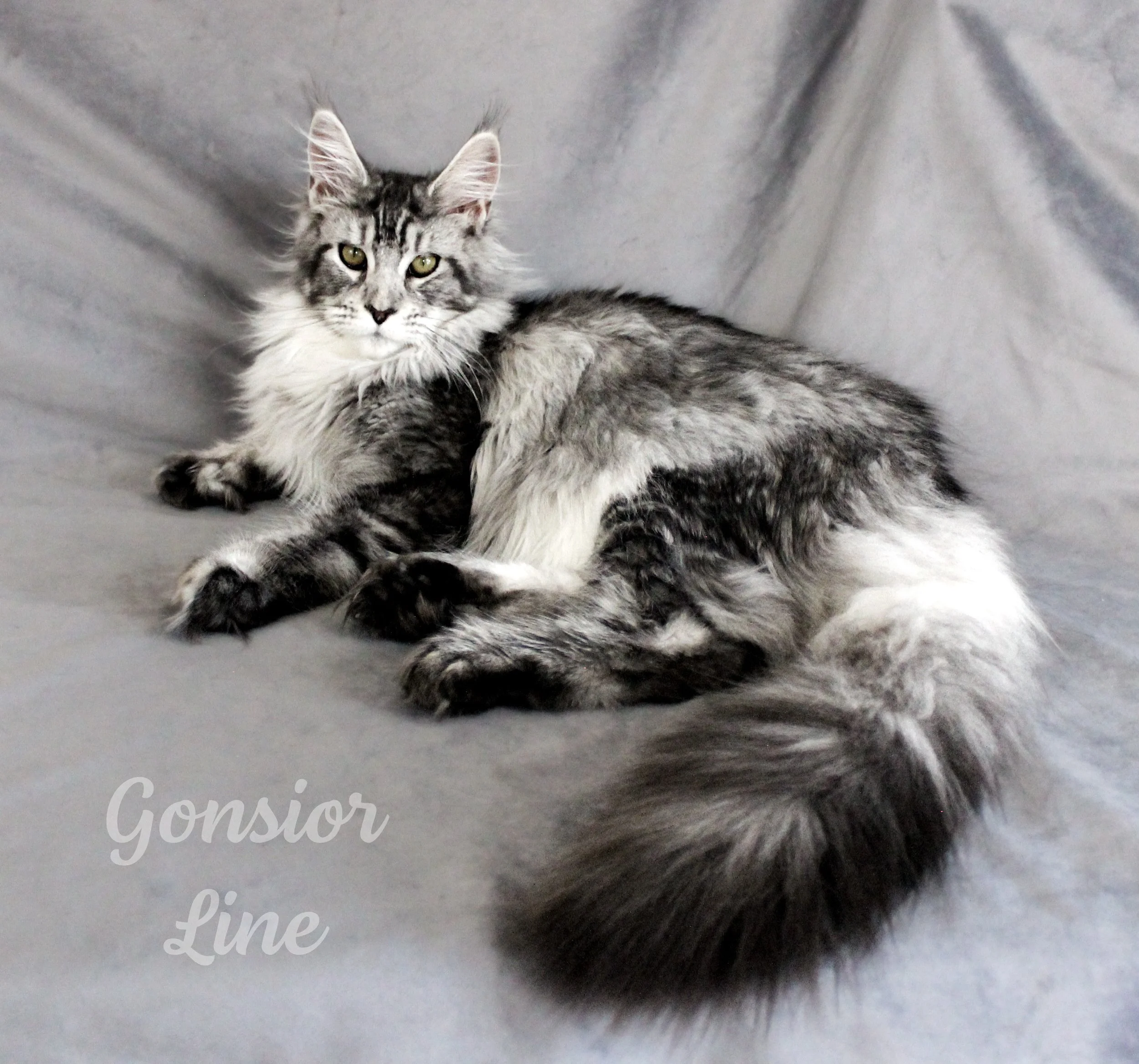 A long-haired gray and black tabby cat lying on a gray fabric surface, looking at the camera with green eyes. The text 'Gonsior Line' appears in the lower left corner.