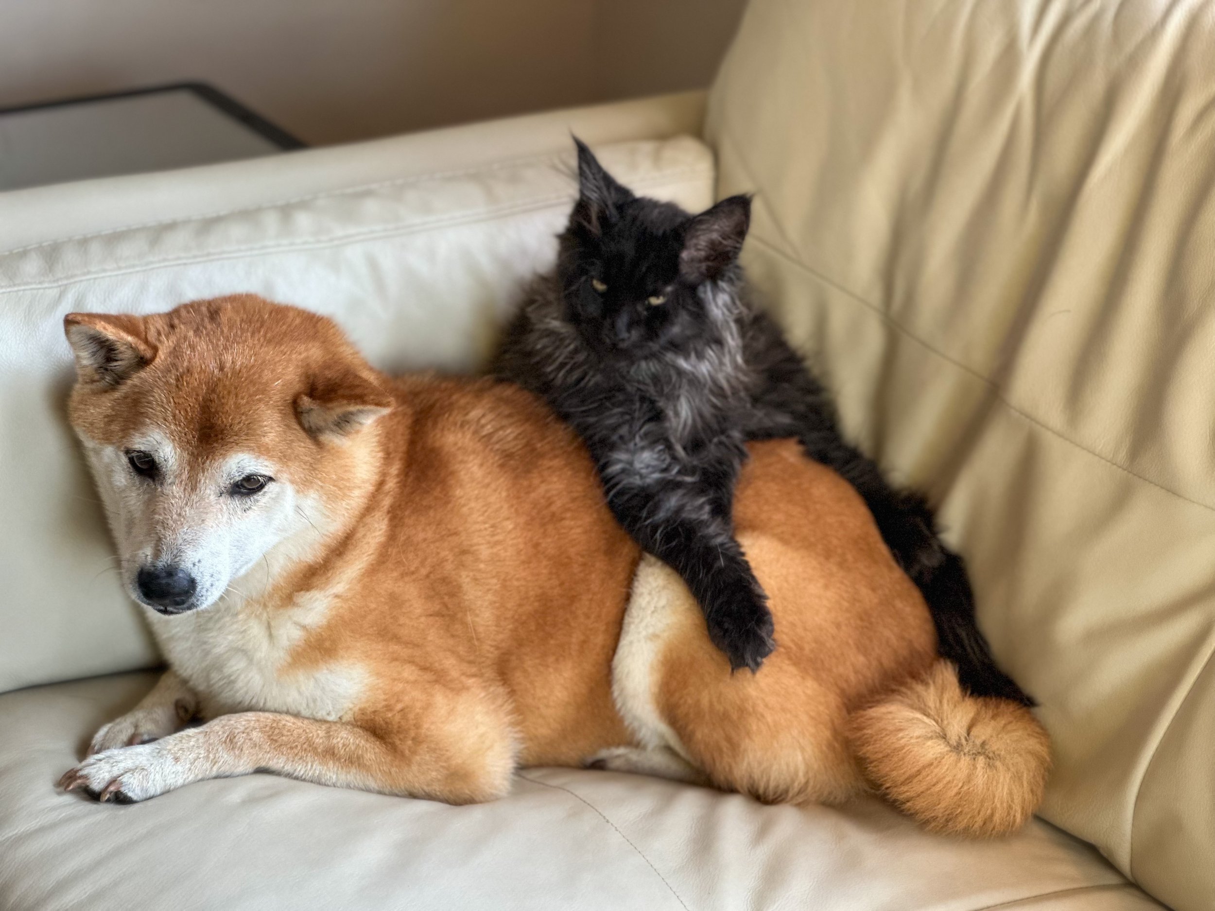 A Shiba Inu dog lying on a cream-colored couch, with a black and gray tabby cat sitting on the dog’s back.