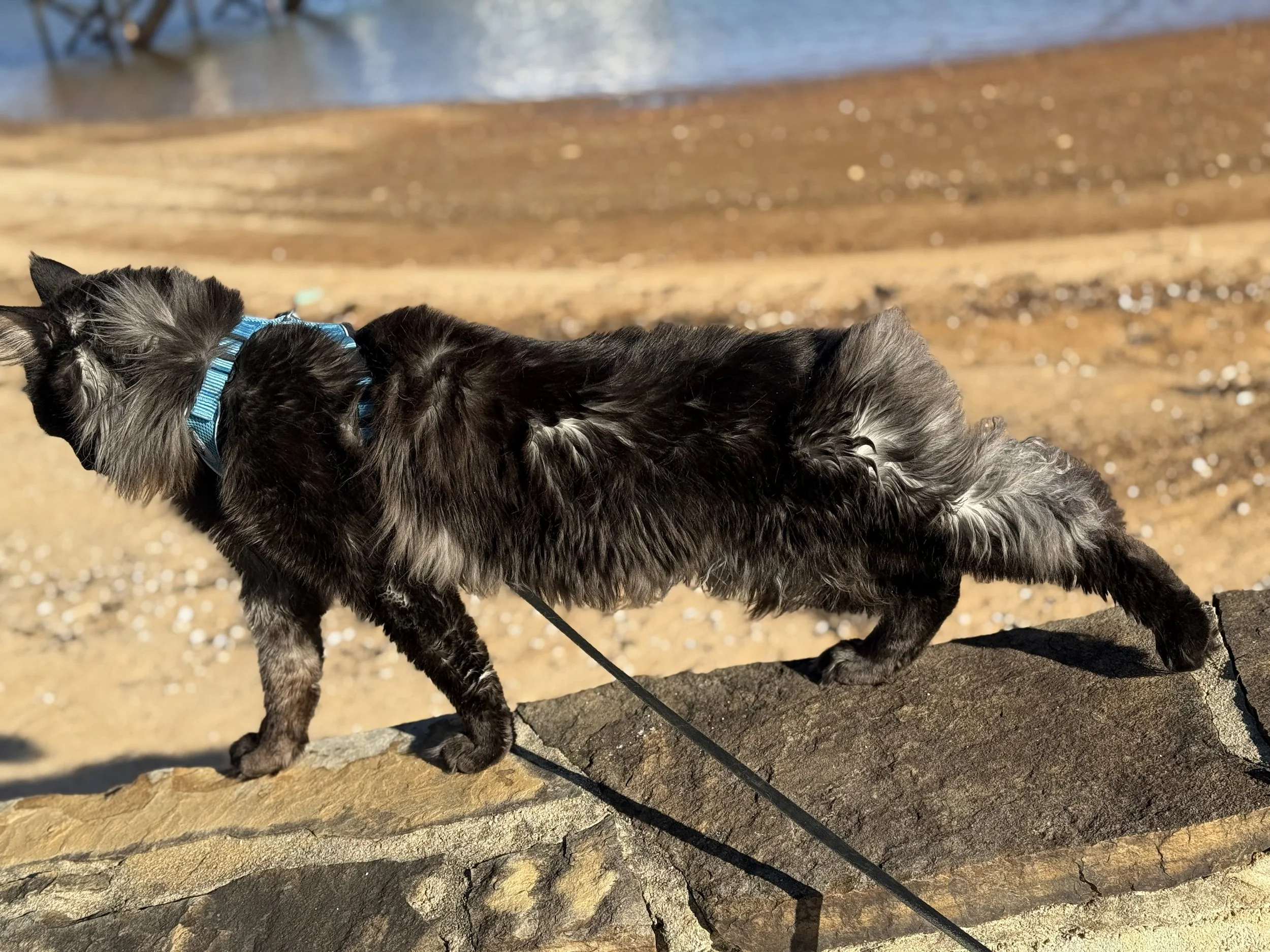 A long-haired black and gray Maine Coon cat with a blue collar standing on a rock by a sandy beach near water -  - Mainecoon Gods LLC