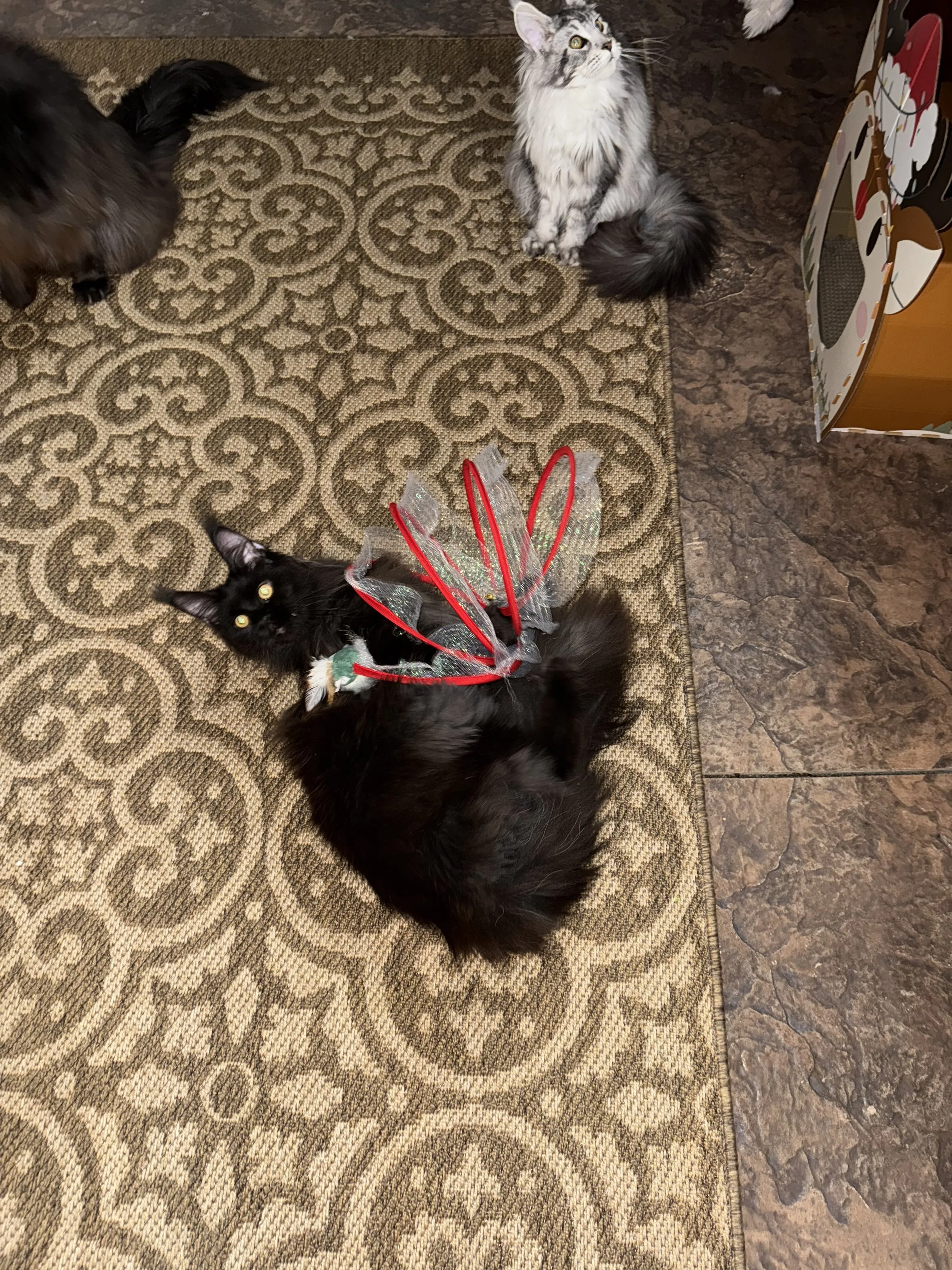 A black Maine Coon cat lying on a patterned carpet, wearing a decorative butterfly-shaped accessory with red wire loops and mesh fabric, with three other cats nearby on the carpet and tile floor - Mainecoon Gods LLC