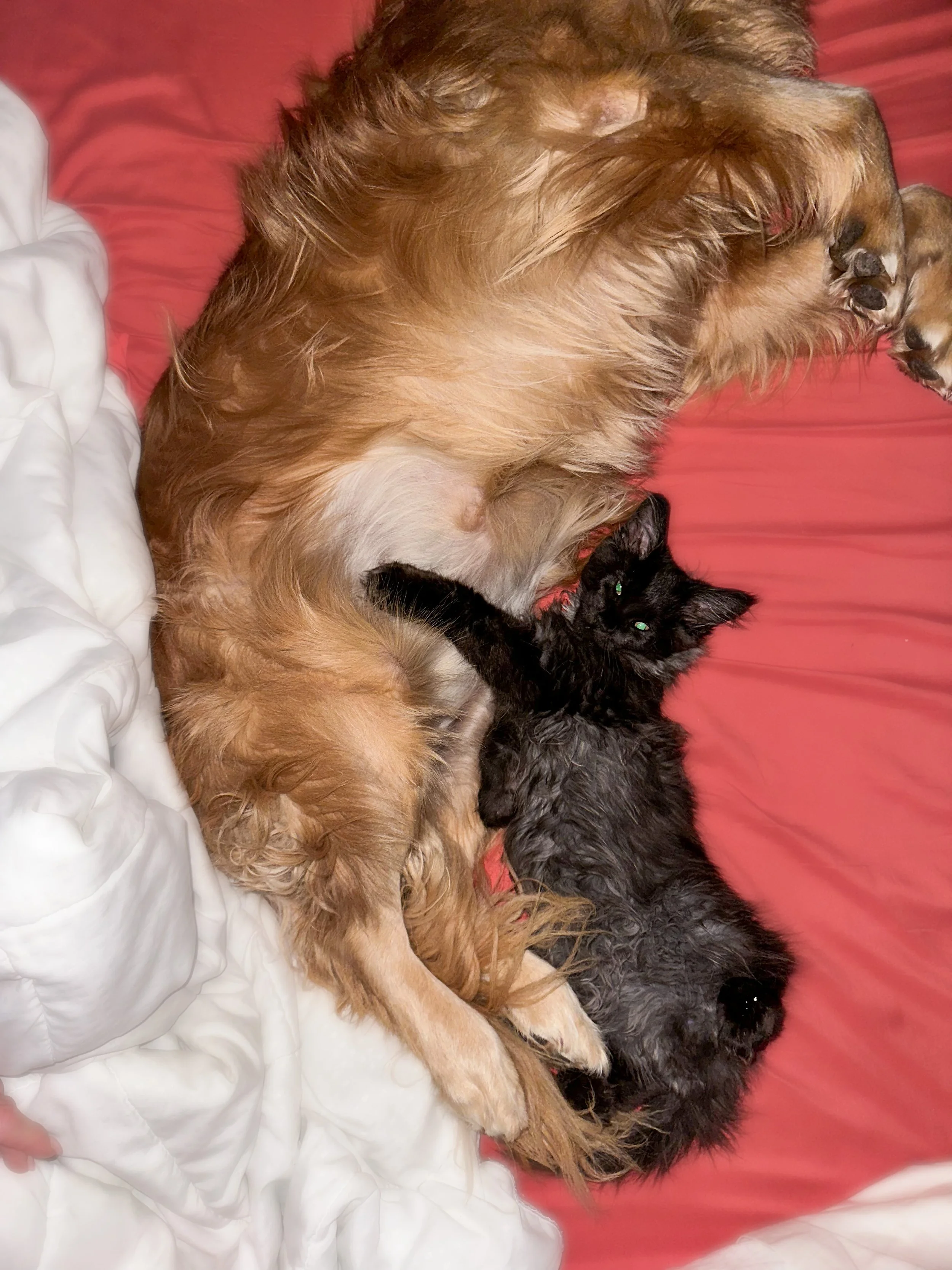 A large, golden retriever dog and a small, black, fluffy kitten lying together on a bed with red bedsheet and white blanket.