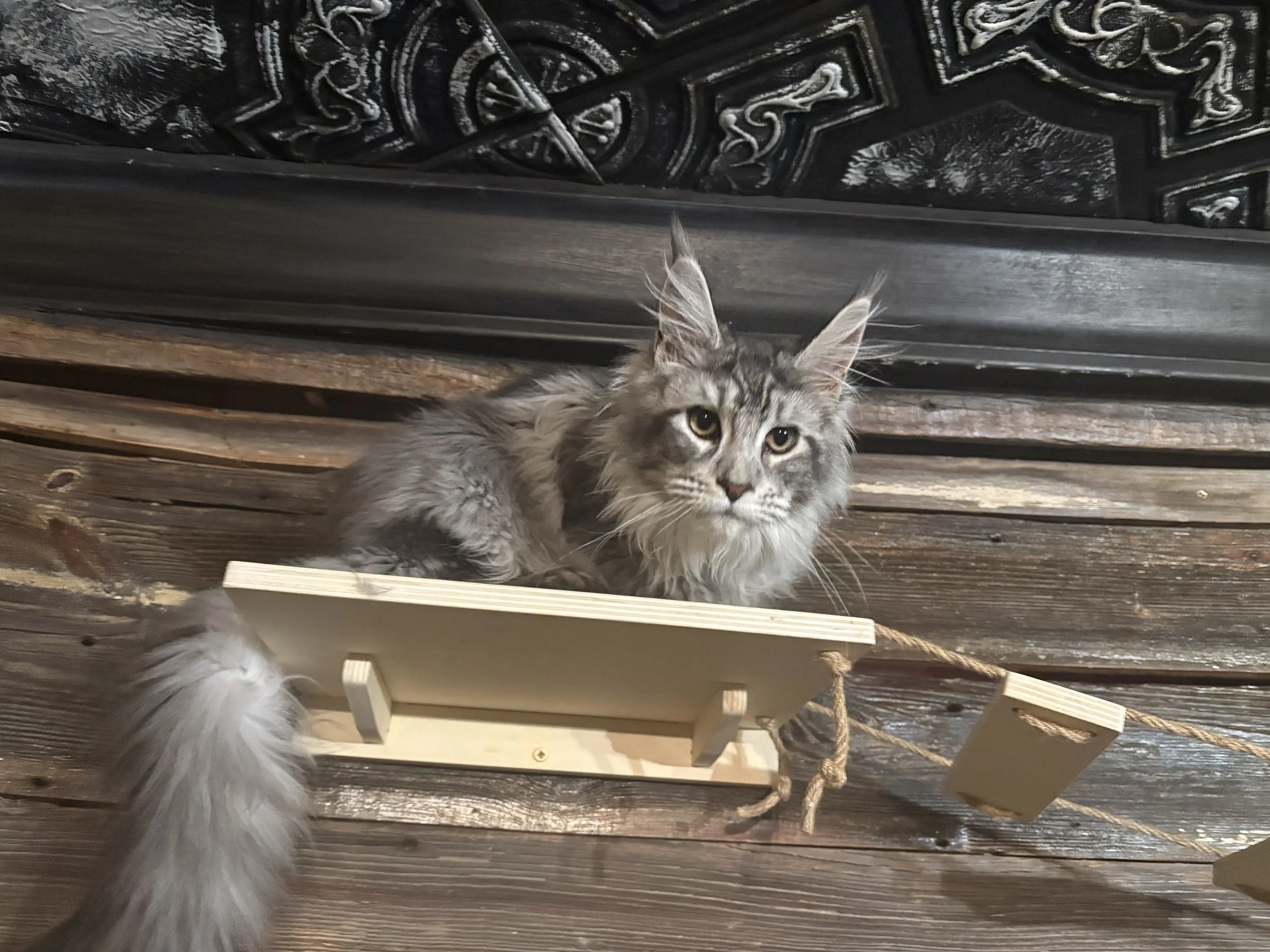 A long-haired gray tabby Maine Coon cat with pointed ears resting on a wooden shelf in a rustic interior, with a black decorative wall behind it - Mainecoon Gods LLC