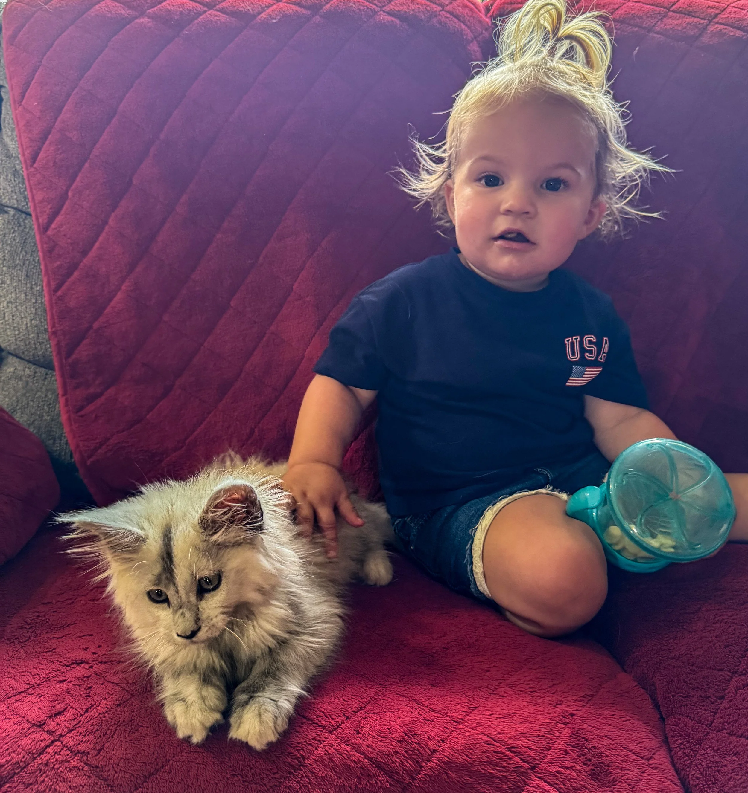 A toddler with blonde hair sitting on a red couch with a fluffy gray Maine Coon cat, holding a blue partially filled cup of snacks - Mainecoon Gods LLC Cattery