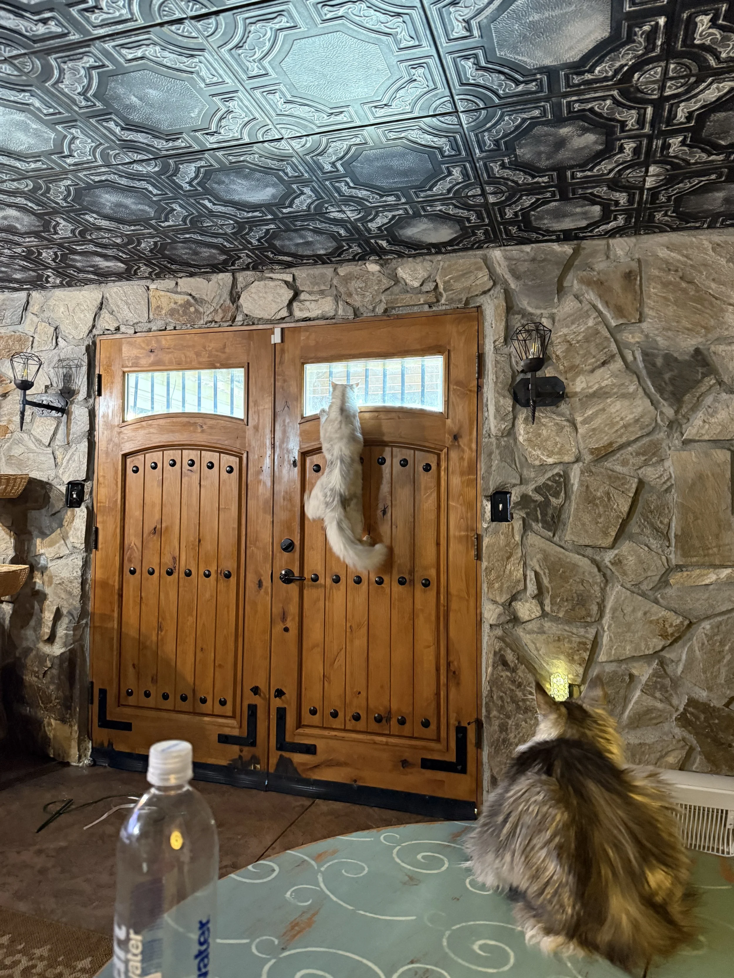 A Maine Coon cat is hanging onto a wooden door with barred windows, while a dog looks on from a table, inside a room with a stone wall and decorative ceiling. There is a water bottle on the table, and wall-mounted light fixtures on the wall - Maineco