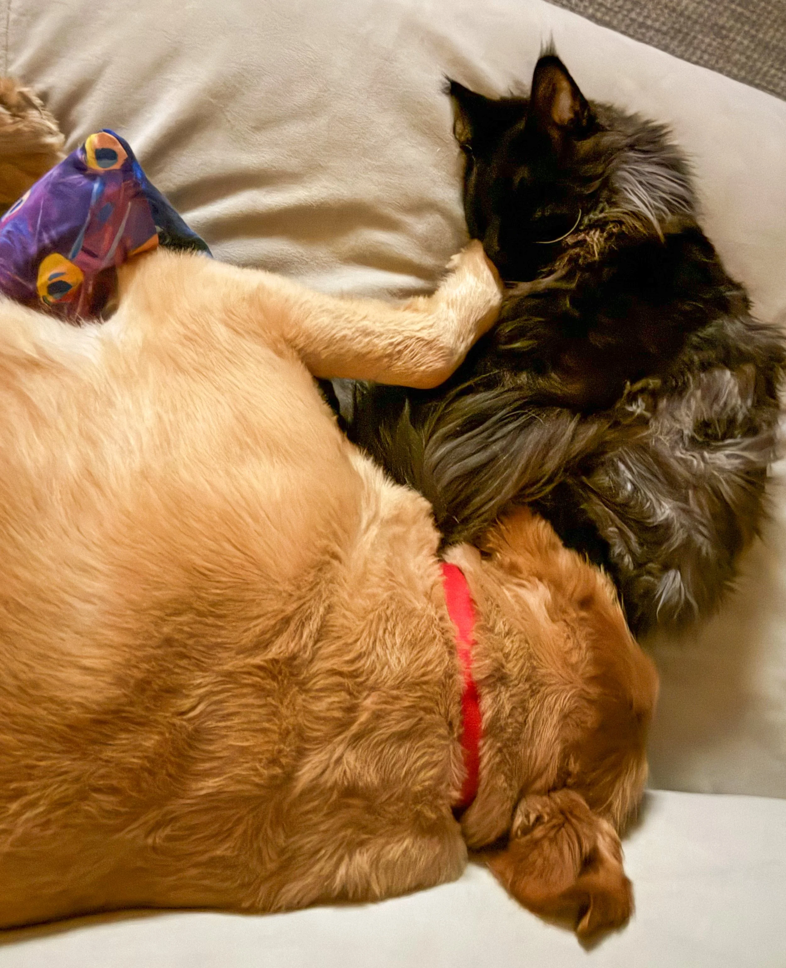 A black long-haired cat and a golden retriever dog cuddling on a beige sofa.