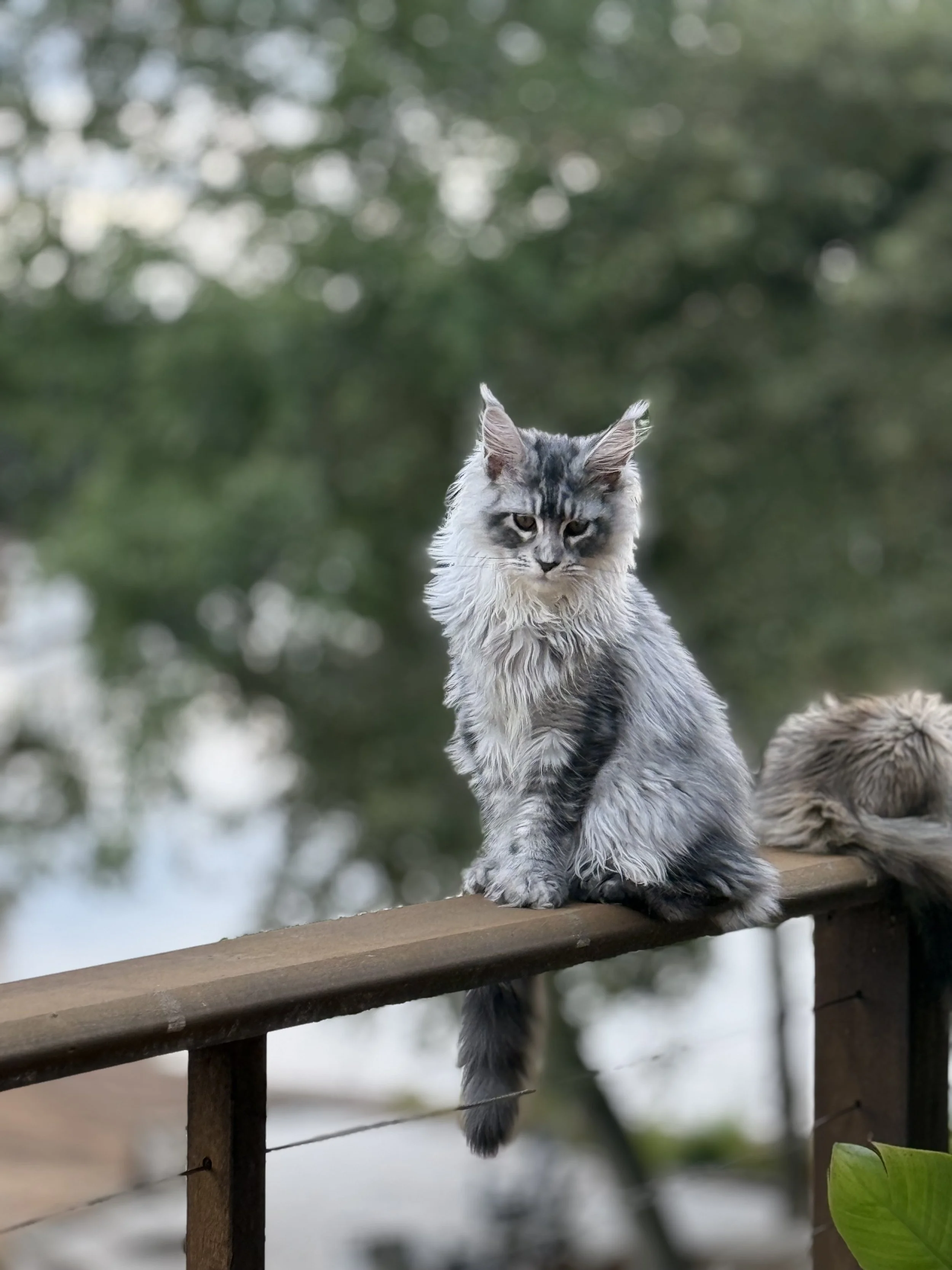 A fluffy gray tabby Maine Coon cat sitting on a wooden railing outdoors with a blurred green leafy background.