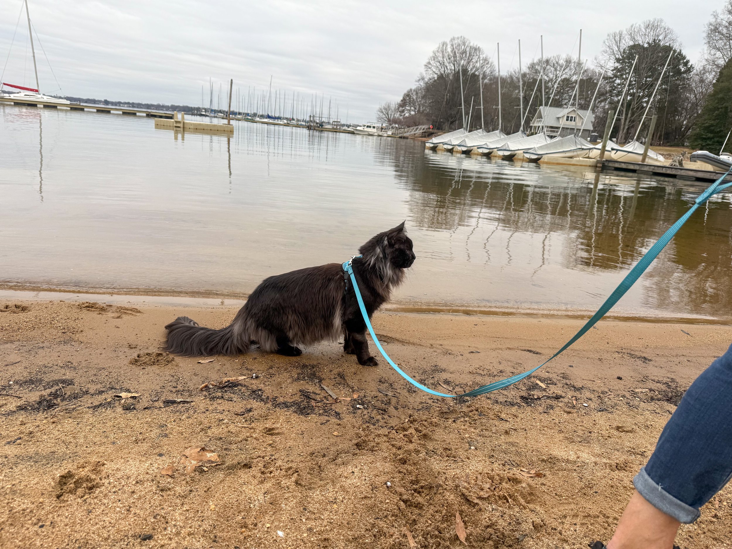 A black long-haired cat sitting on a sandy beach near the water with sailboats docked in the background on a cloudy day.