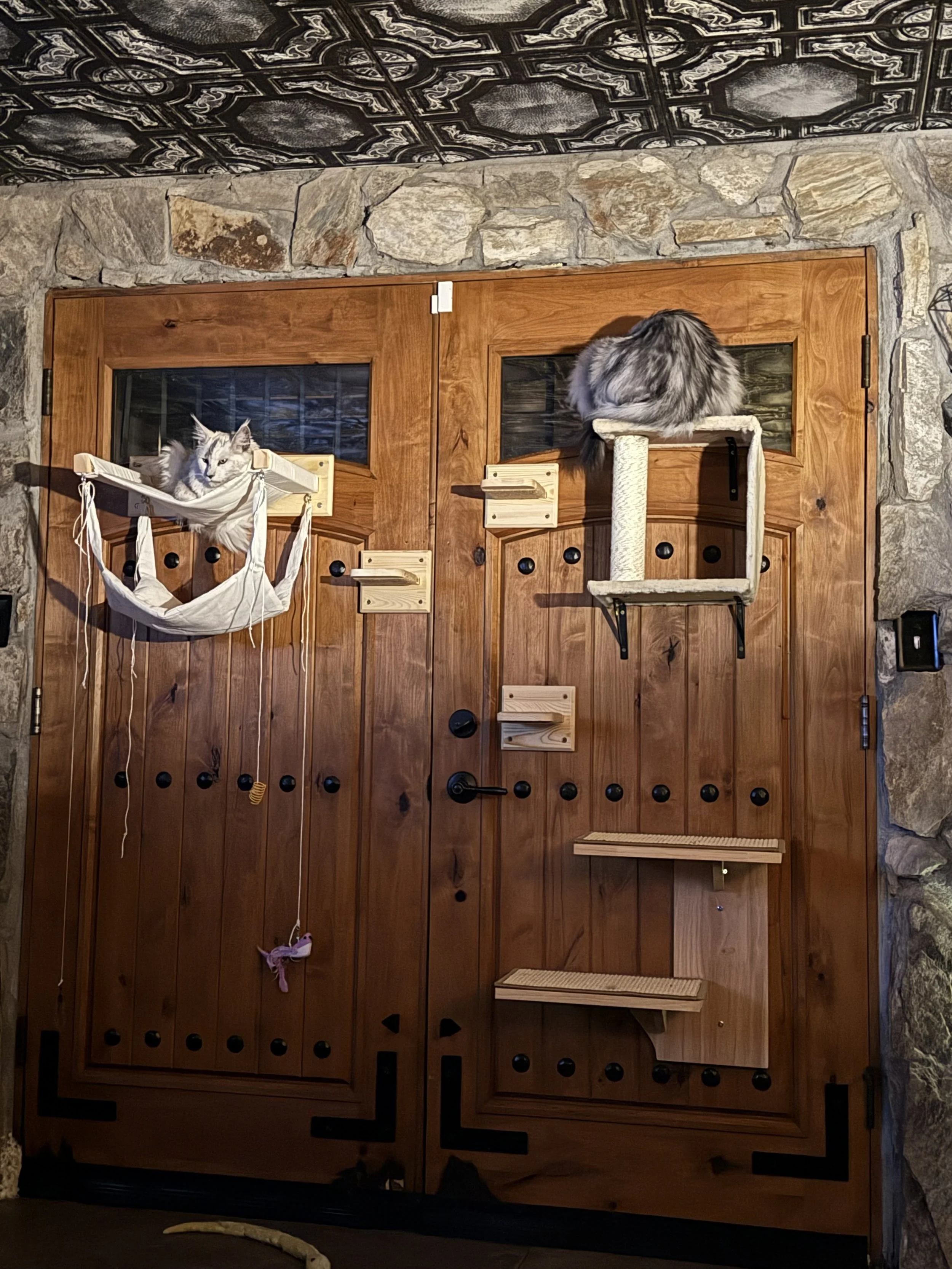 Two Maine Coon cats resting on separate wooden and fabric cat trees mounted on a wooden door. The door is set in a stone wall with ornate ceiling above - Mainecoon Gods LLC