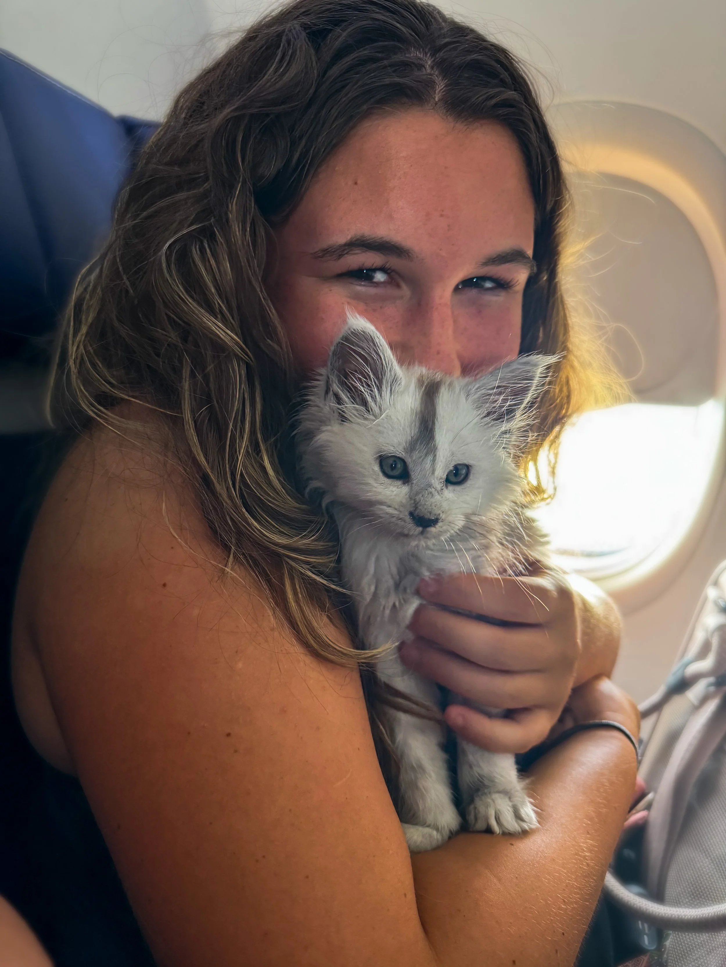 A woman with curly brown hair sitting in an airplane with a white Maine Coon kitten with gray markings, holding the kitten close to her chest - Mainecoon Gods LLC