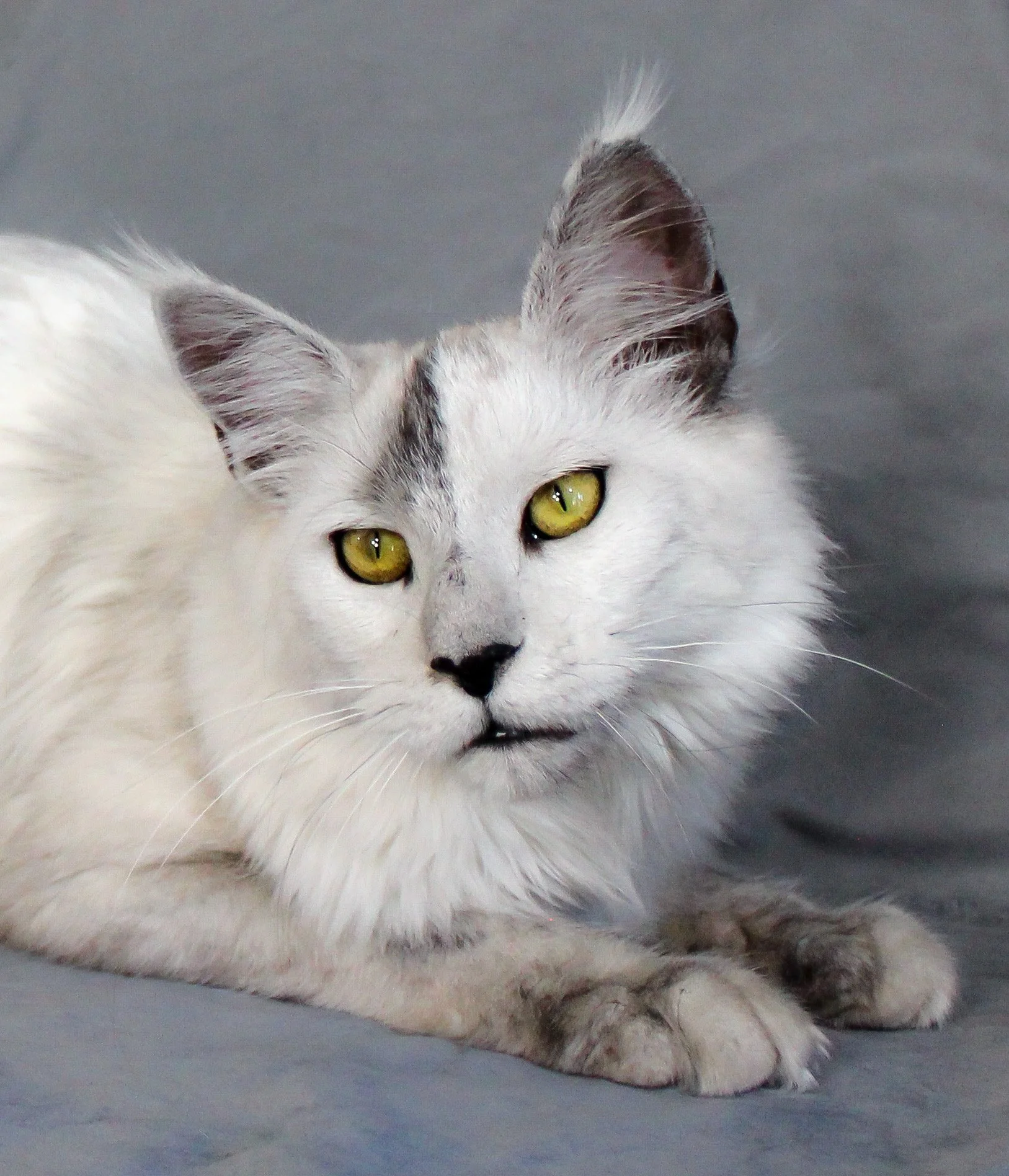 A white Maine Coon cat with yellow-green eyes, black markings on face and ears, lying on a gray surface with a gray background - Mainecoon Gods LLC