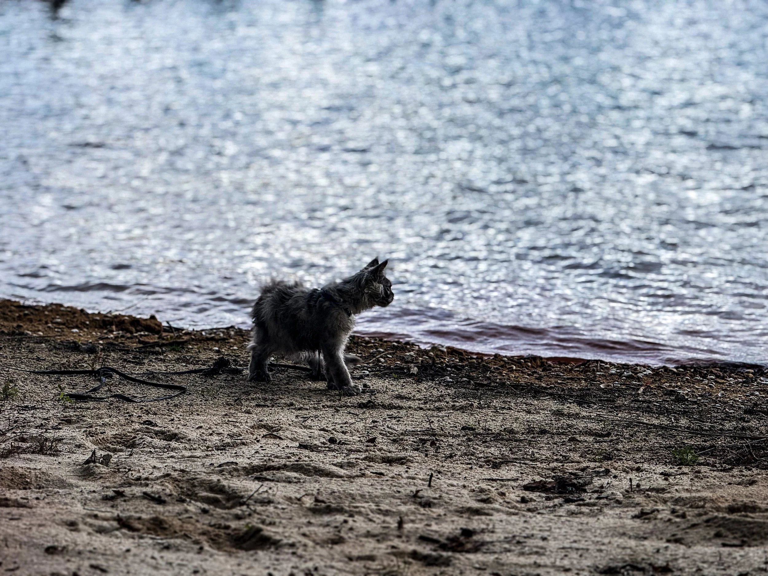 A fluffy gray-and-black cat standing on a sandy beach near the water's edge, looking across the water.