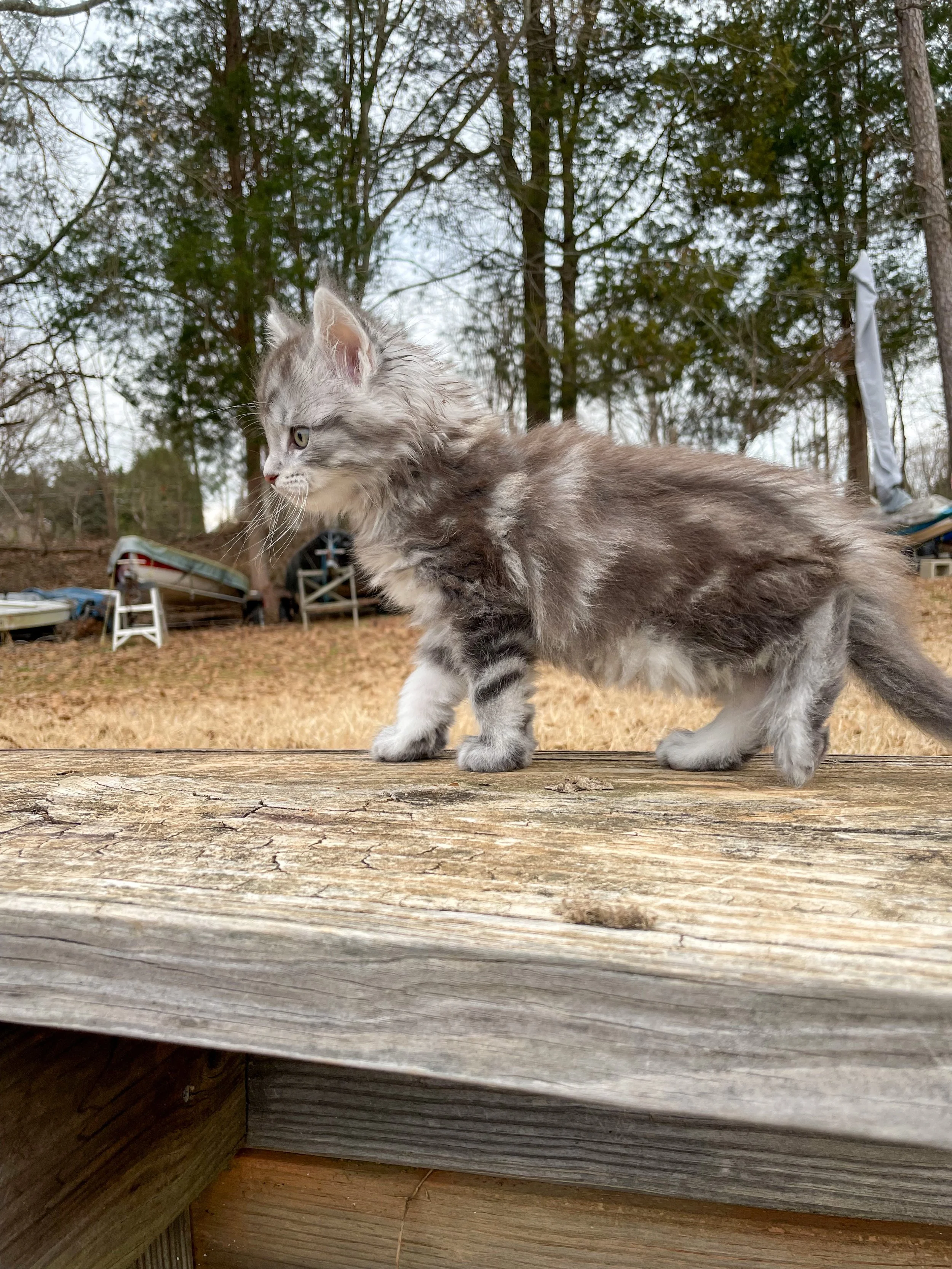A cute gray kitten with white stripes and a fluffy coat walking on a weathered wooden surface outdoors with trees and boats in the background.