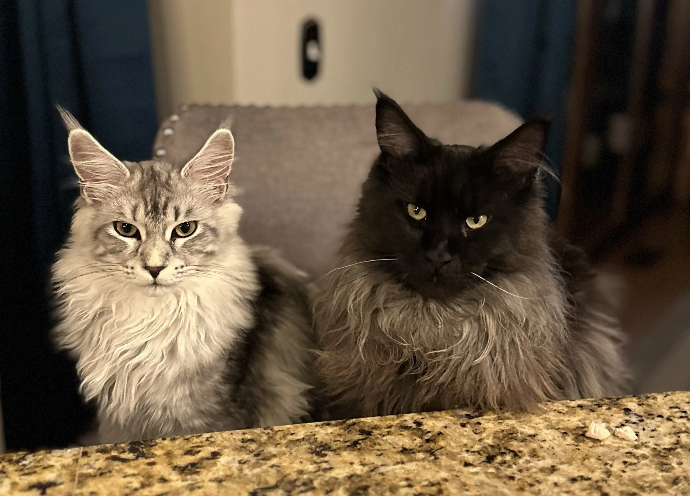 Two long-haired Maine Coon cats, one gray and one black, sitting on a kitchen counter - Mainecoon Gods LLC