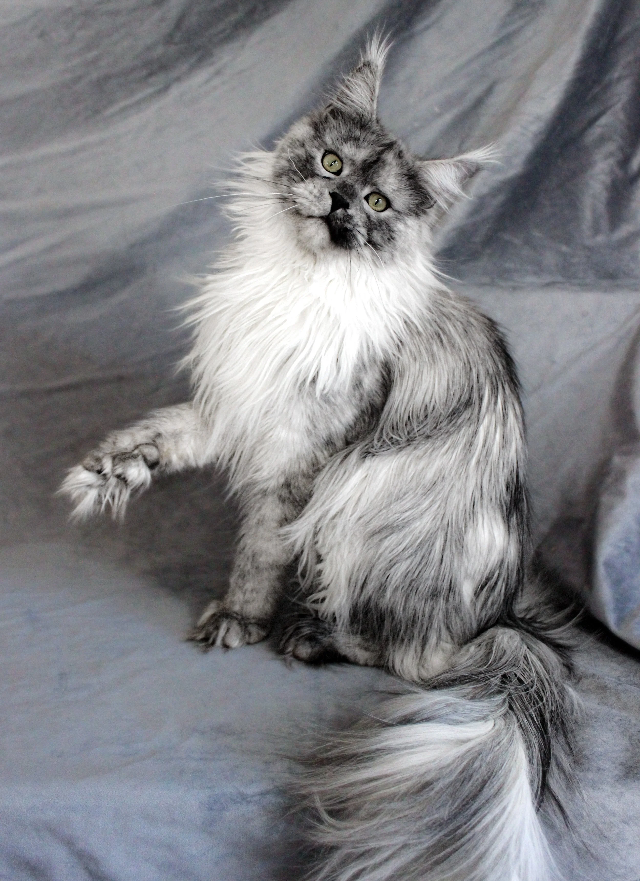 A long-haired, gray and white Maine Coon cat sitting on a gray fabric background, looking at the camera with green eyes.