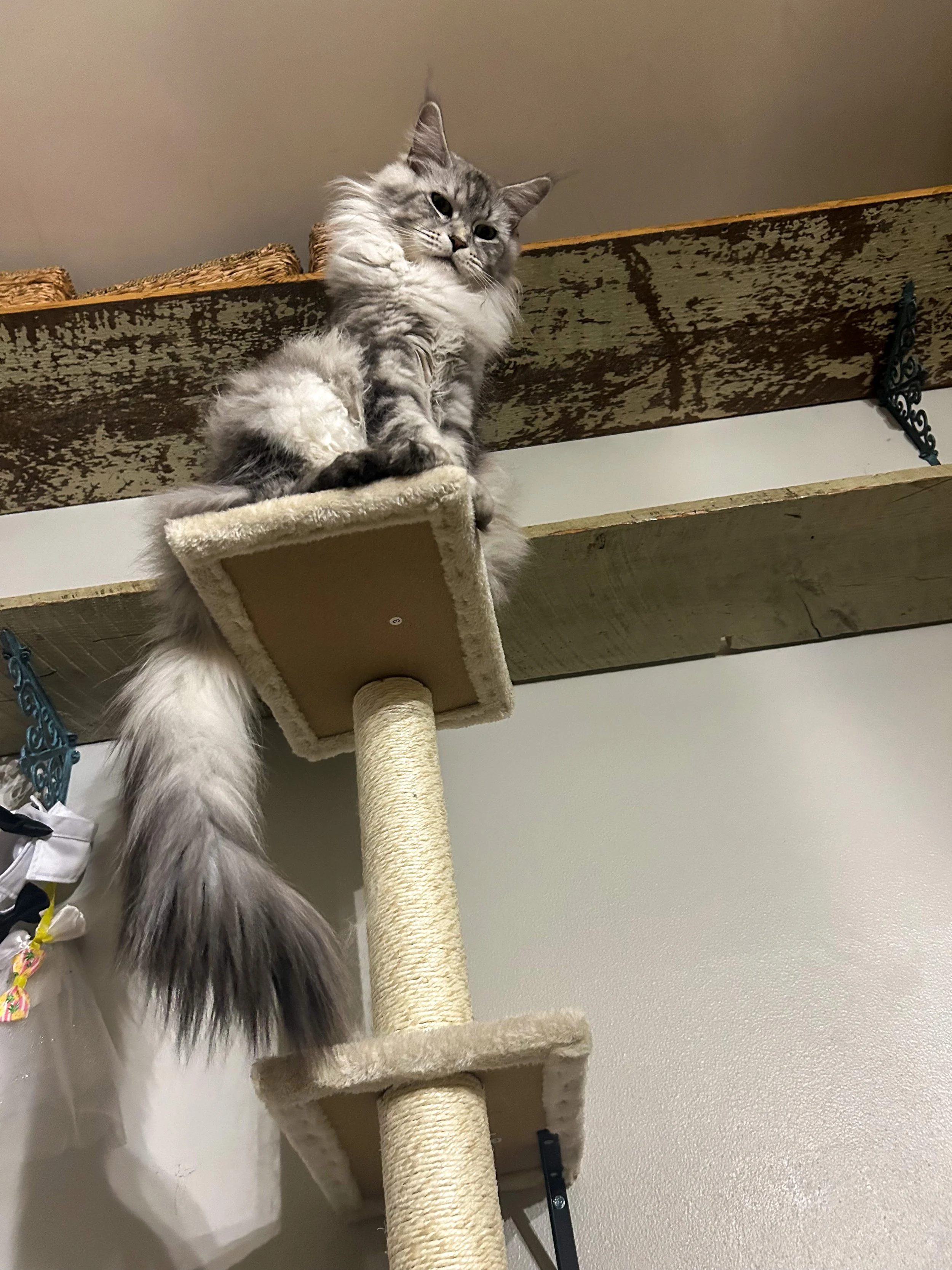A long-haired gray and white Maine Coon cat sitting on top of a tall beige carpeted cat tree, looking down - Mainecoon Gods LLC Cattery