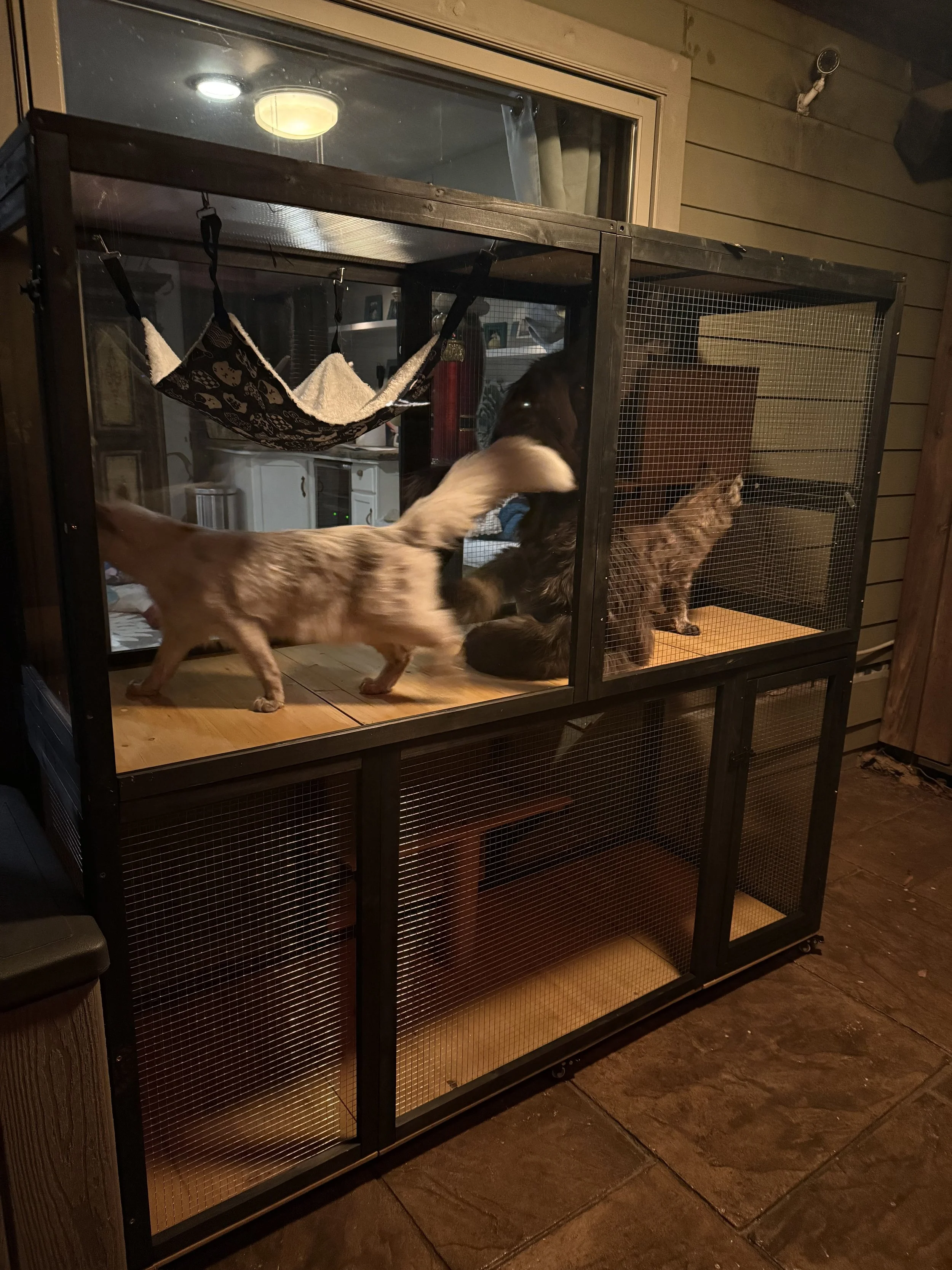 Multiple Maine Coon cats inside a black metal and wood cage with wire mesh panels, positioned on a wooden platform, with some cats playing and interacting - Mainecoon Gods LLC