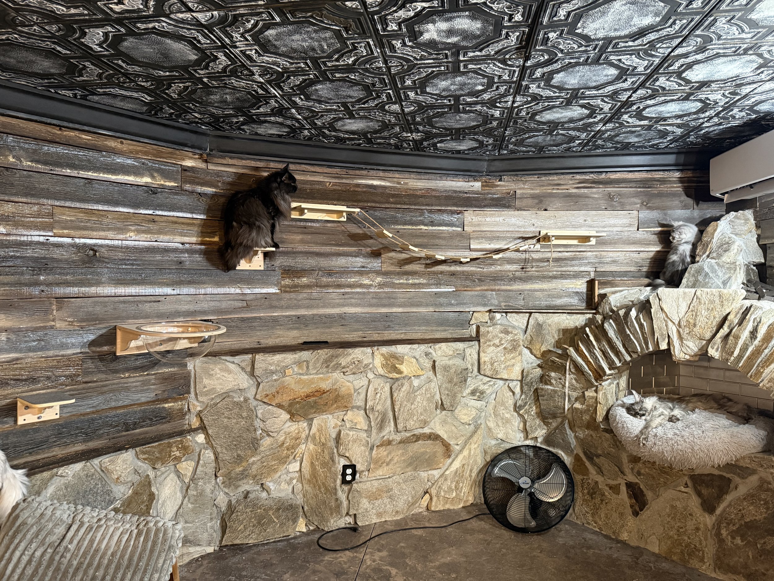 Three cats in a rustic room with a stone fireplace, wooden wall paneling, a ceiling with decorative tiles, and a fan on the floor. One black cat is sitting on a wall-mounted platform, another grey and white cat is on a rock ledge near the fireplace, 
