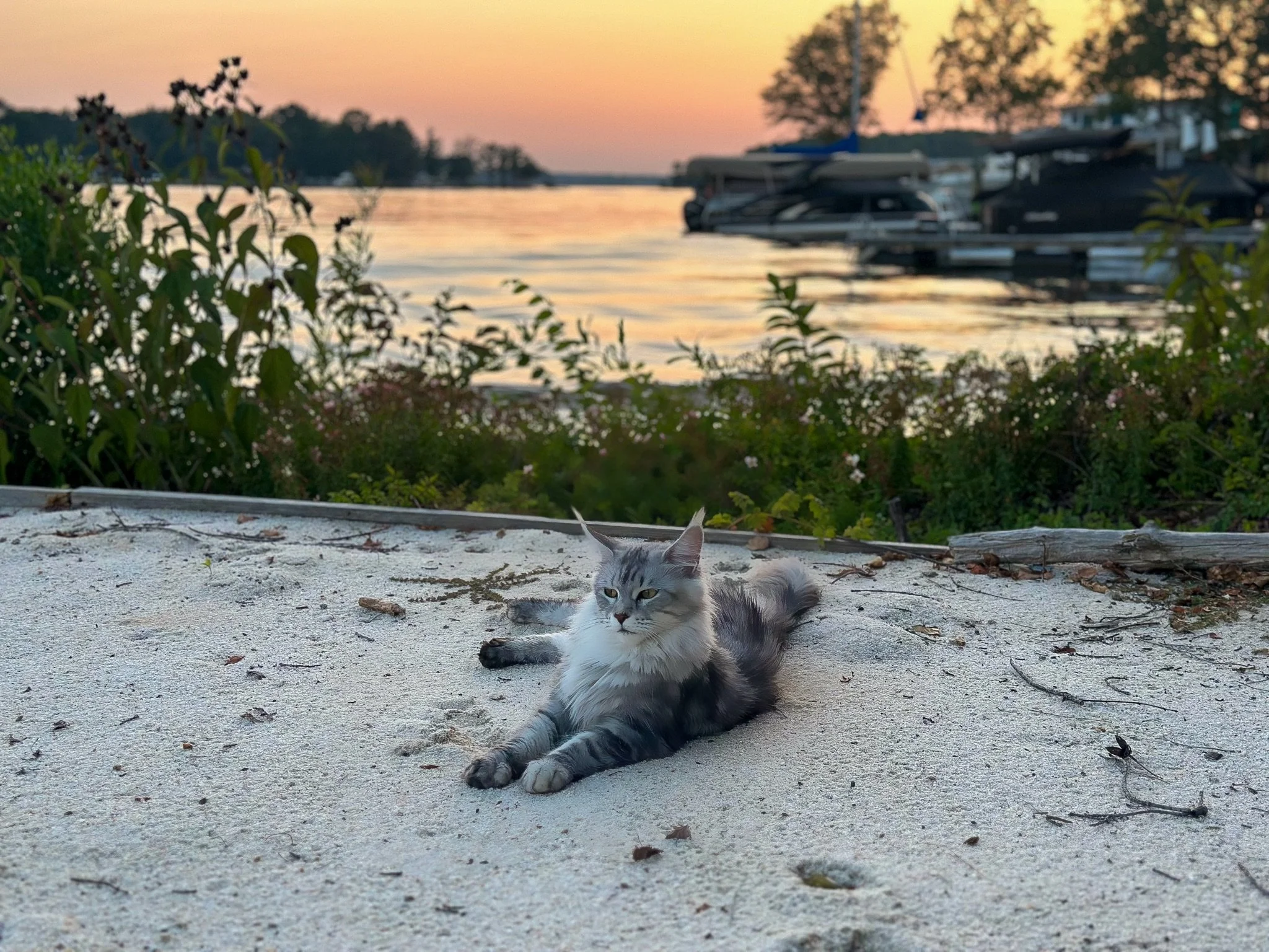 A gray and white cat lounging on sandy ground near a river during sunset, with boats docked in the background and trees lining the horizon.