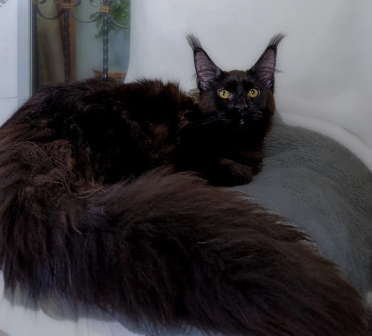 A black long-haired cat with yellow eyes lounging on a gray cushion or blanket, with a white wall and a painting in the background.