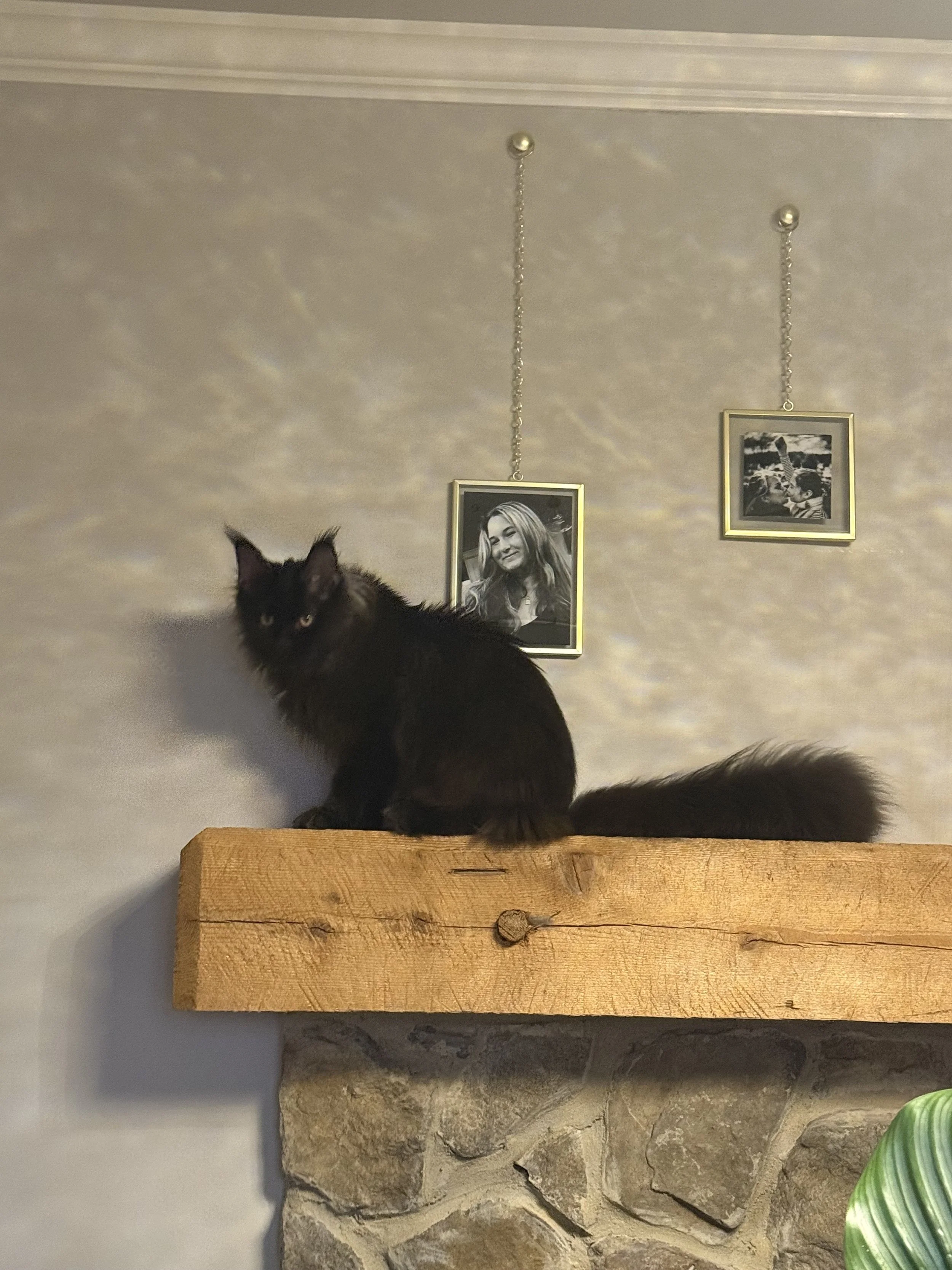 A black cat sitting on a wooden mantel above a stone fireplace, with two framed black-and-white photographs hanging on the wall behind it.
