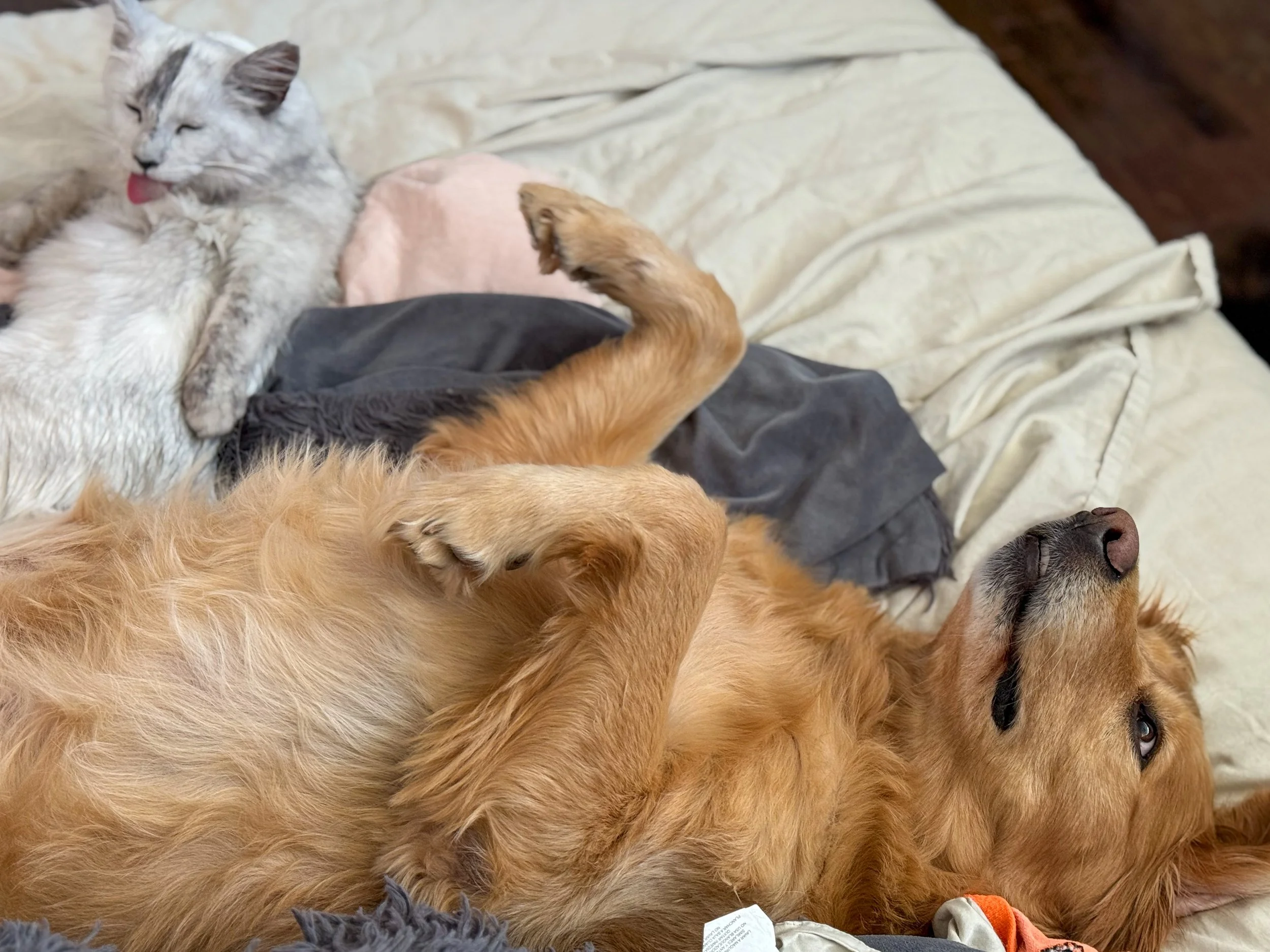 A golden retriever dog and two cats resting on a bed with cream colored blankets and pillows.