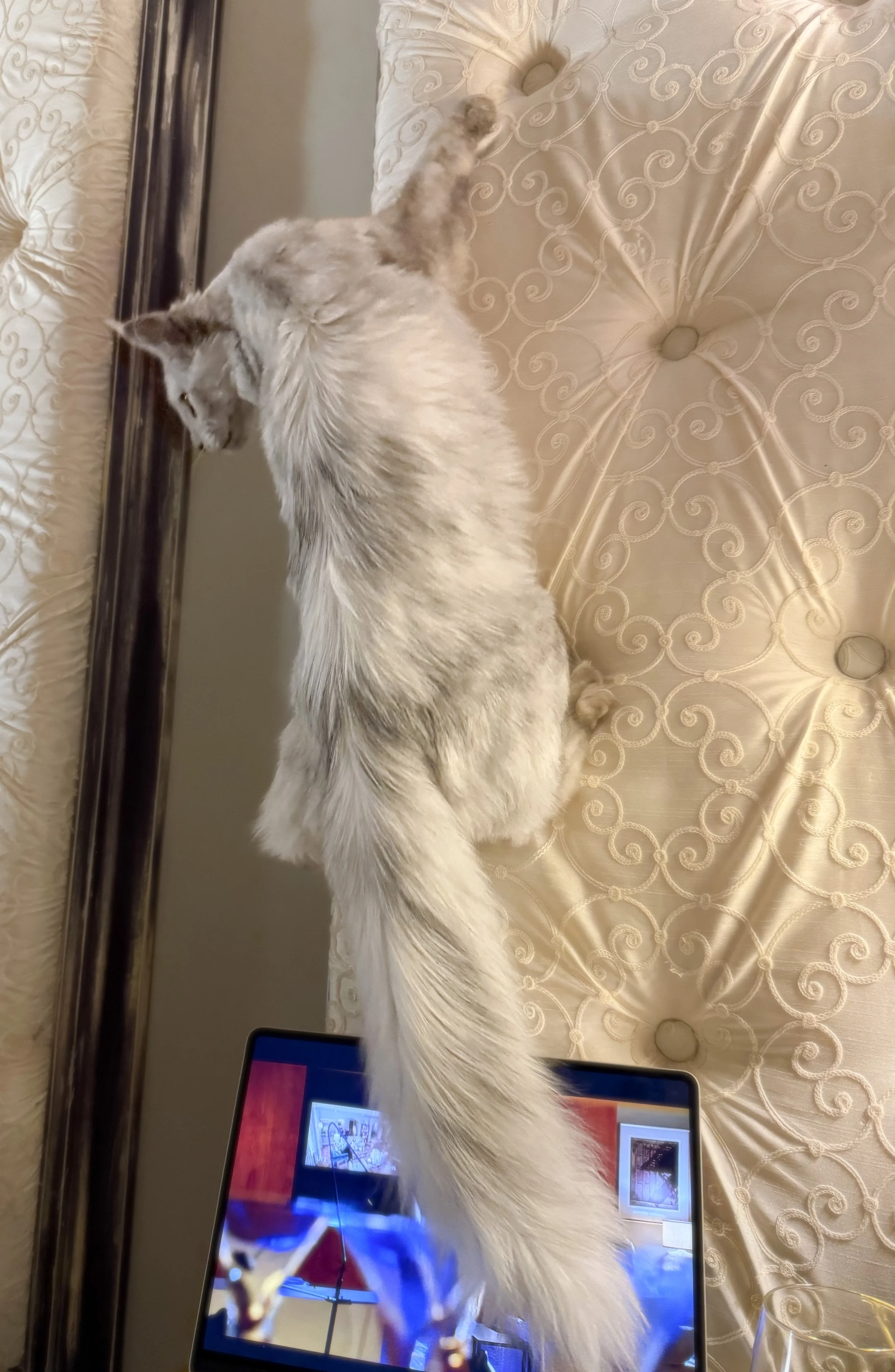 A fluffy white Maine Coon cat with gray markings climbing on a cat scratcher over an ipad - Mainecoon Gods LLC Cattery